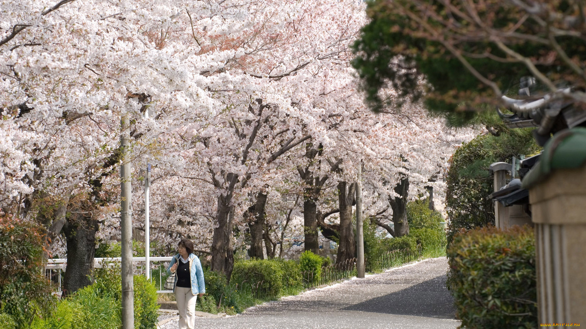 природа, деревья