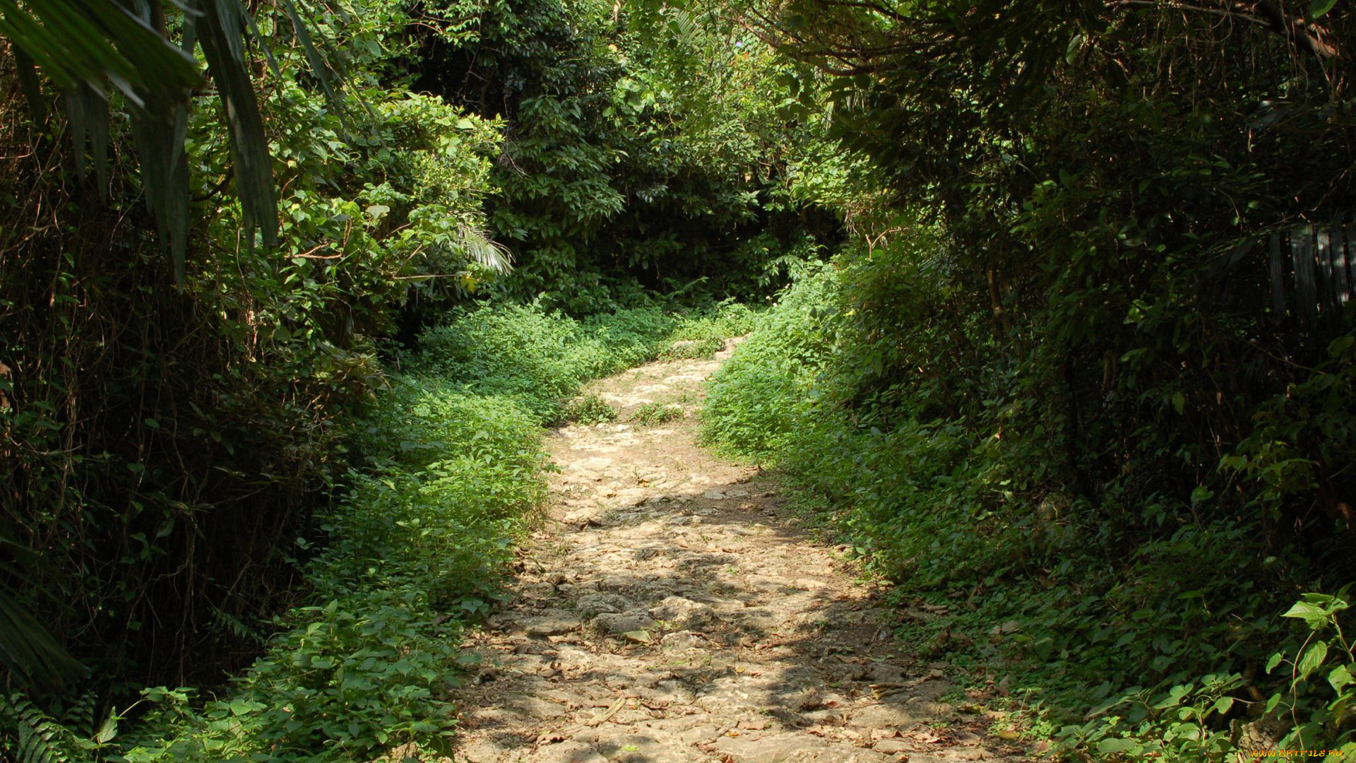 природа, лес