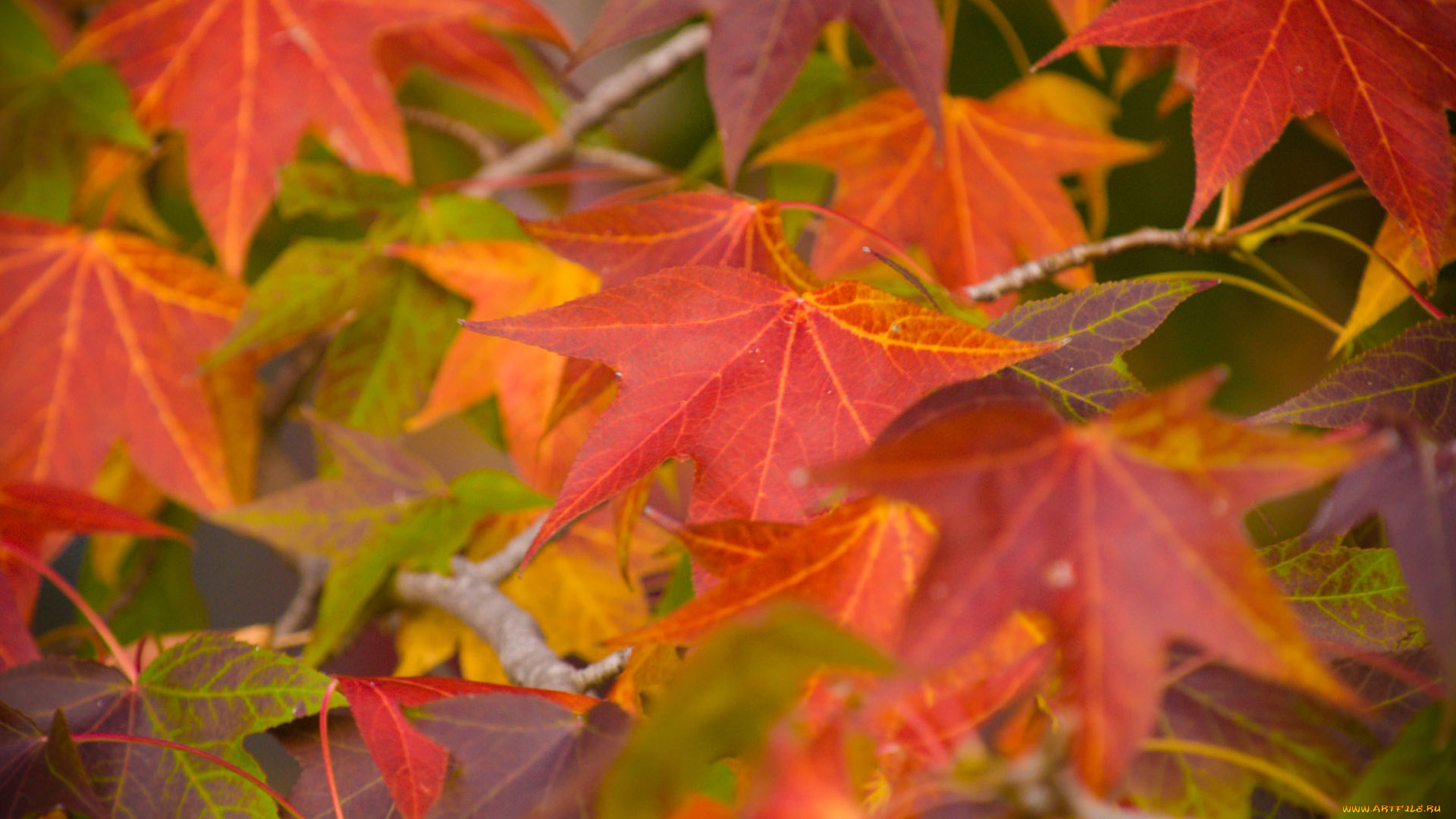 природа, листья