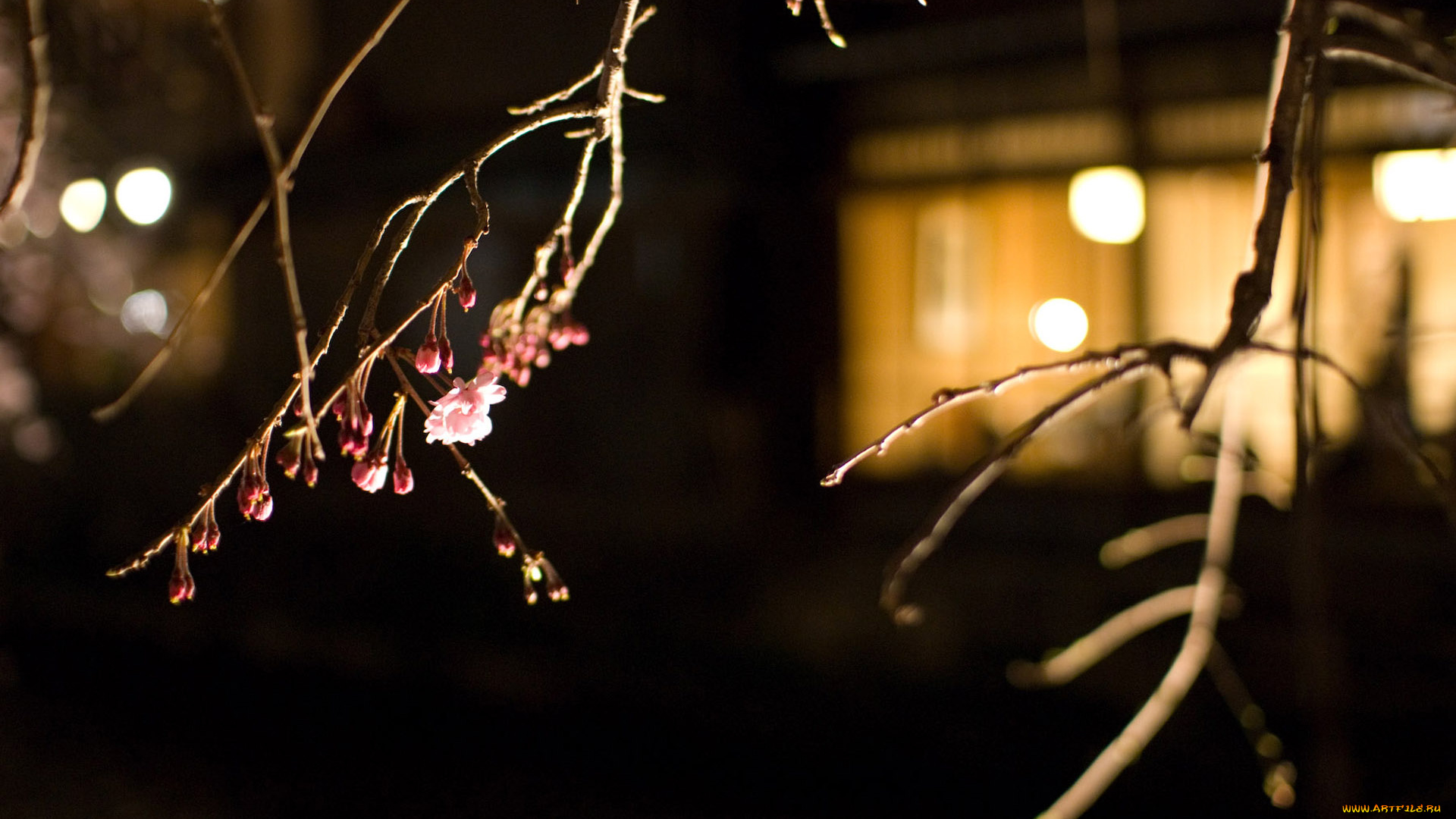 природа, макро