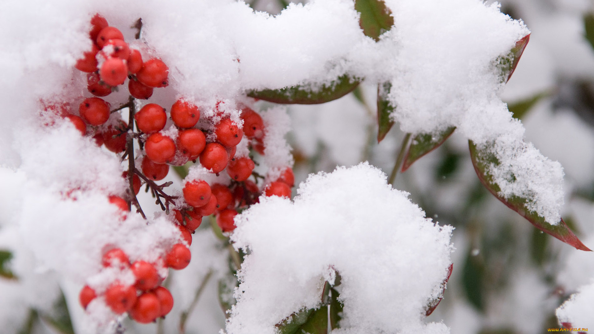 природа, Ягоды