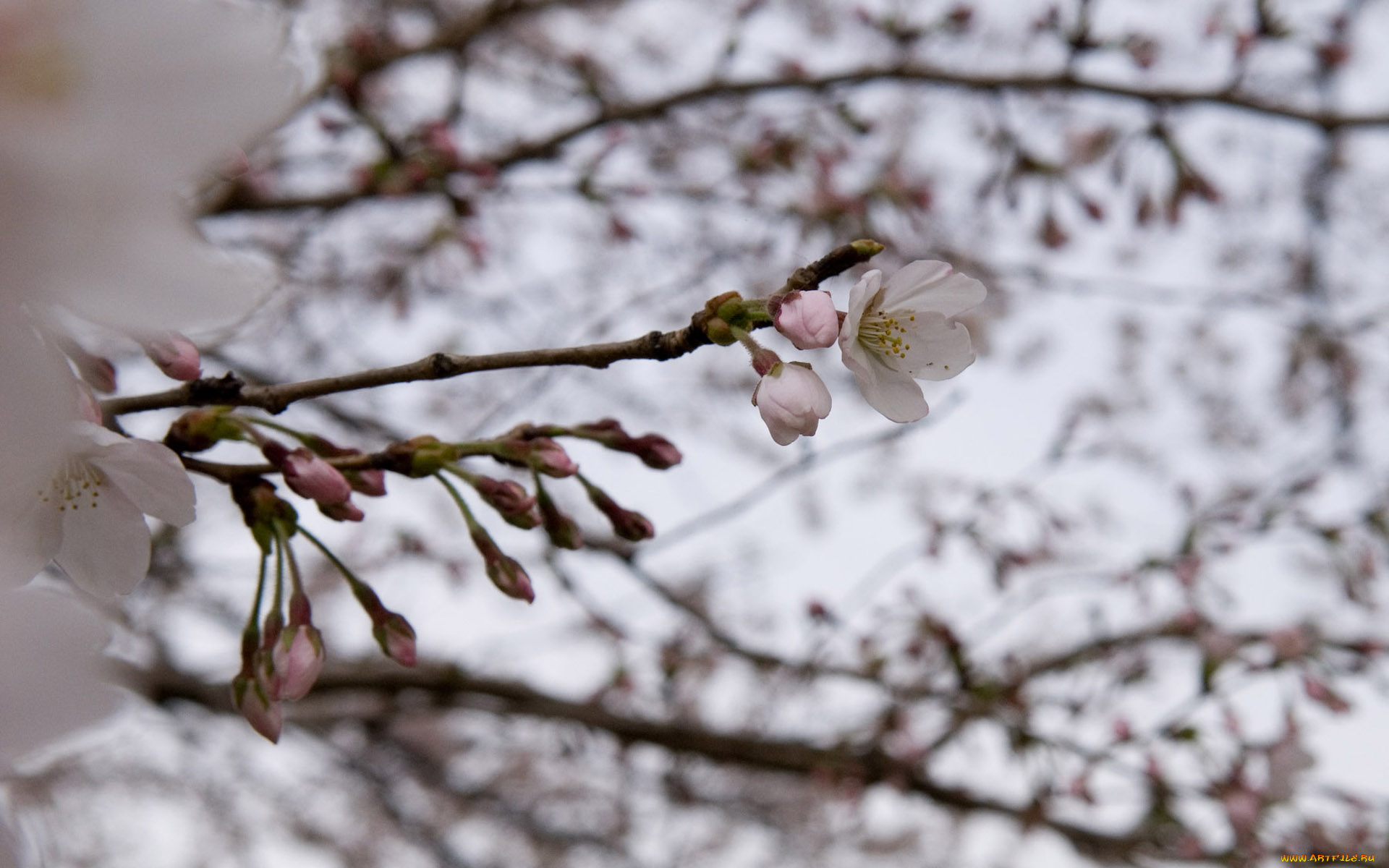 цветы, цветущие, деревья, кустарники