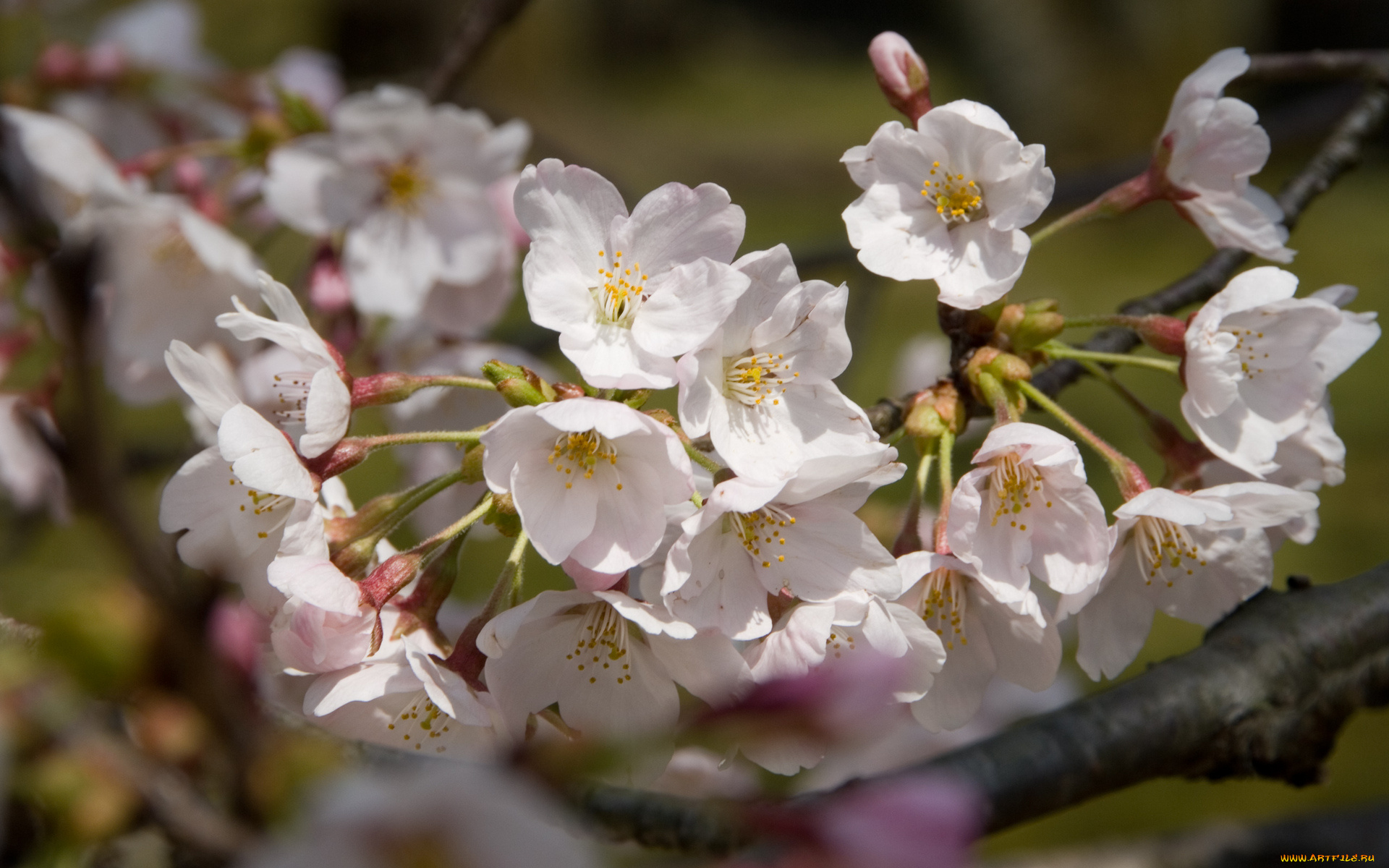 цветы, цветущие, деревья, кустарники