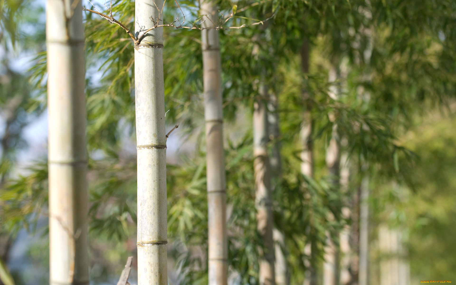 природа, деревья