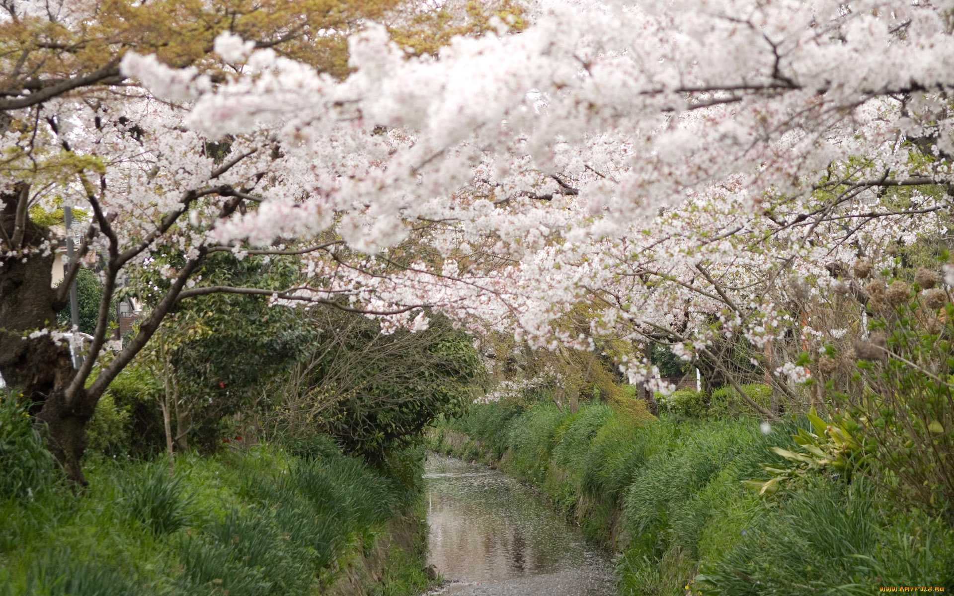 природа, деревья