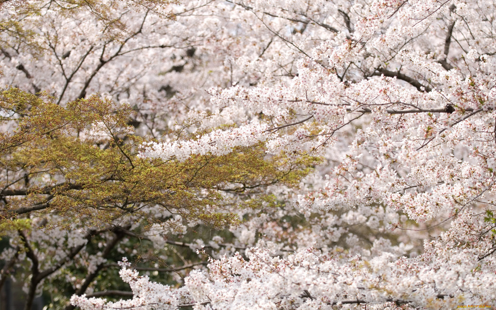 природа, деревья