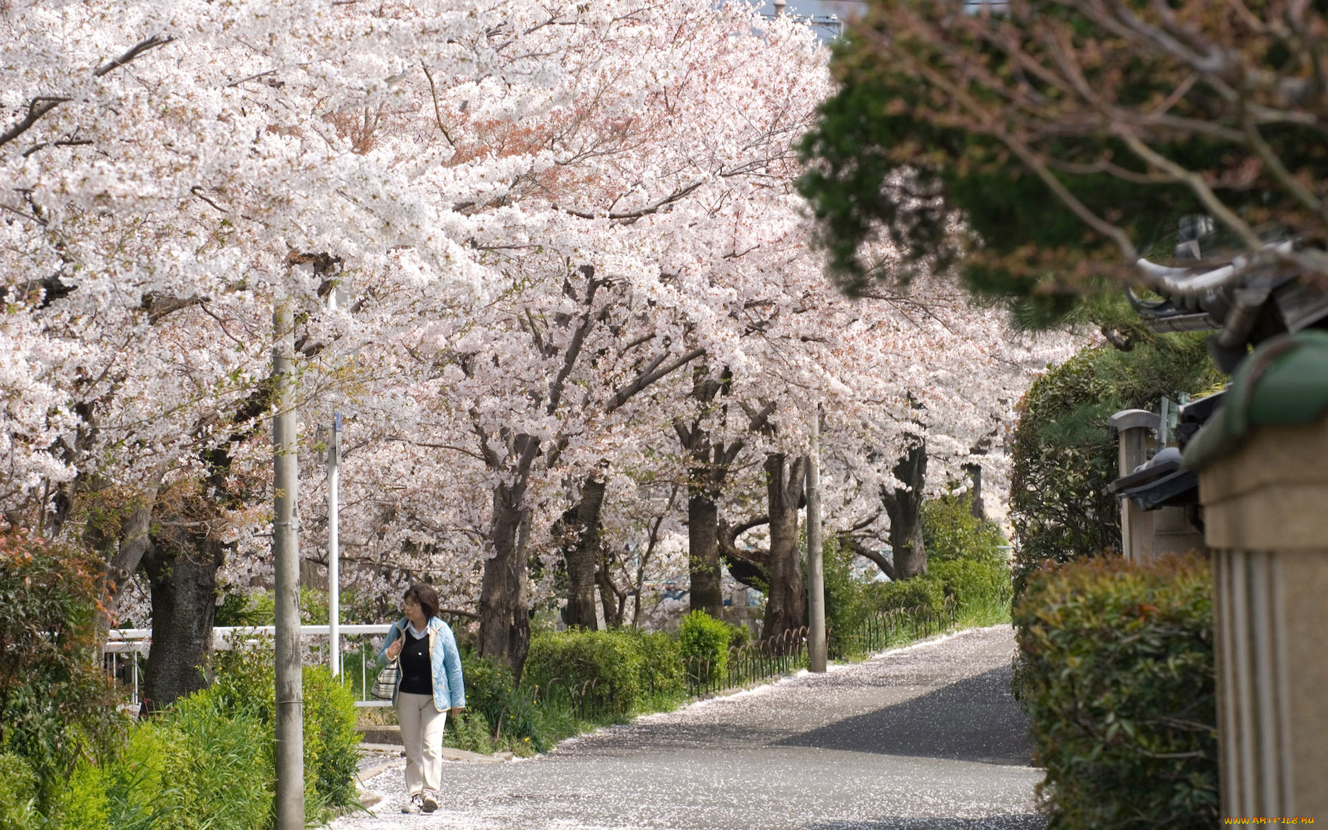 природа, деревья