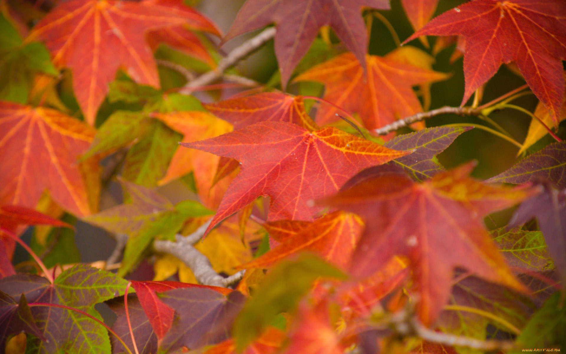 природа, листья