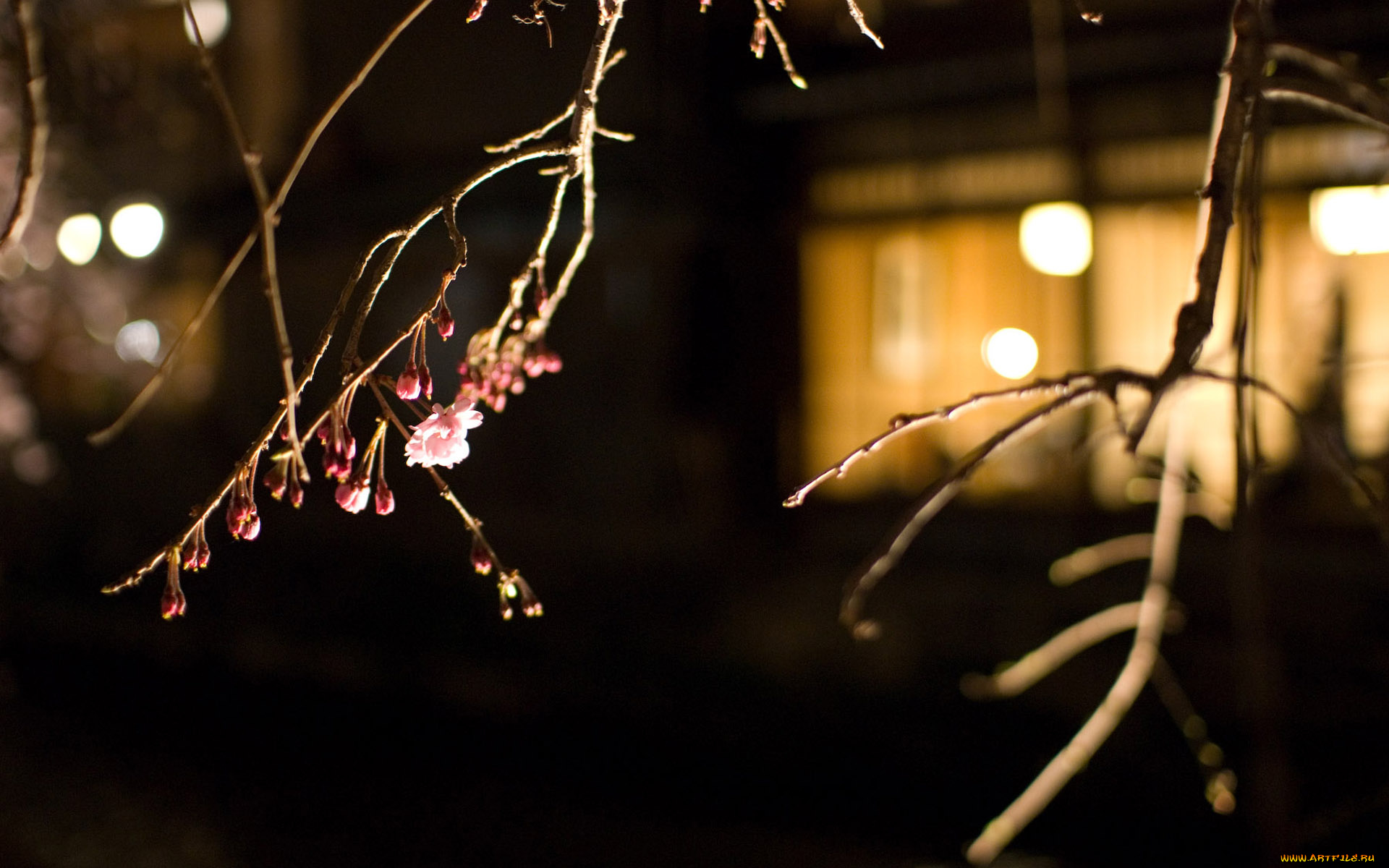 природа, макро