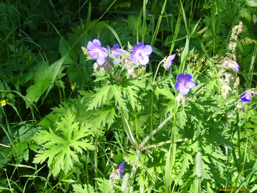 цветы, герань