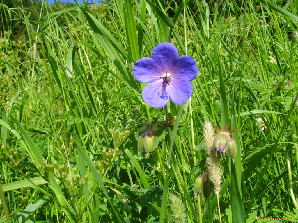 цветы, герань