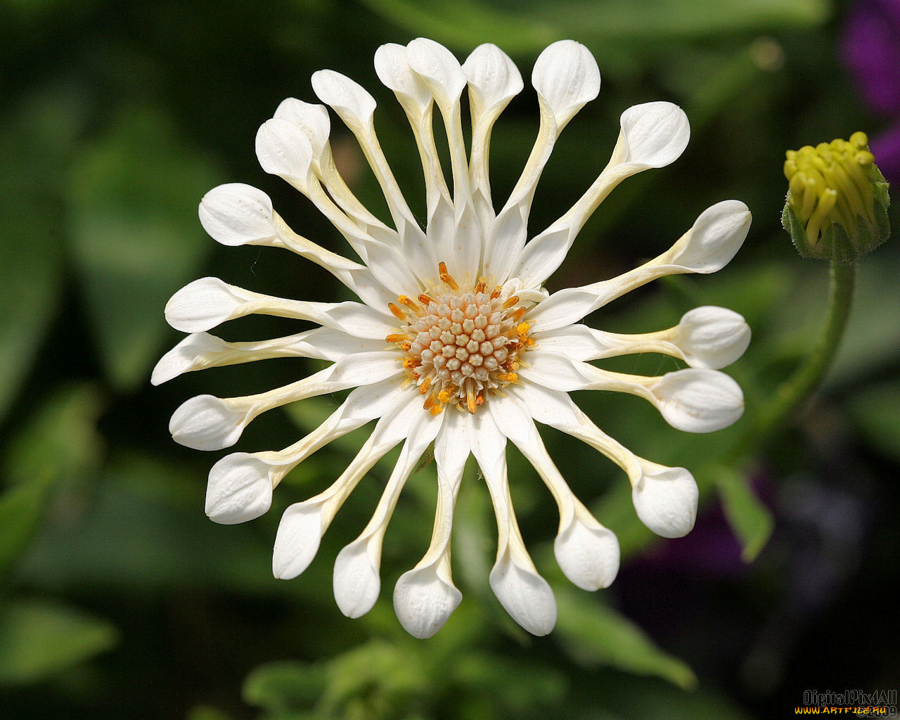 цветы, диморфотеки