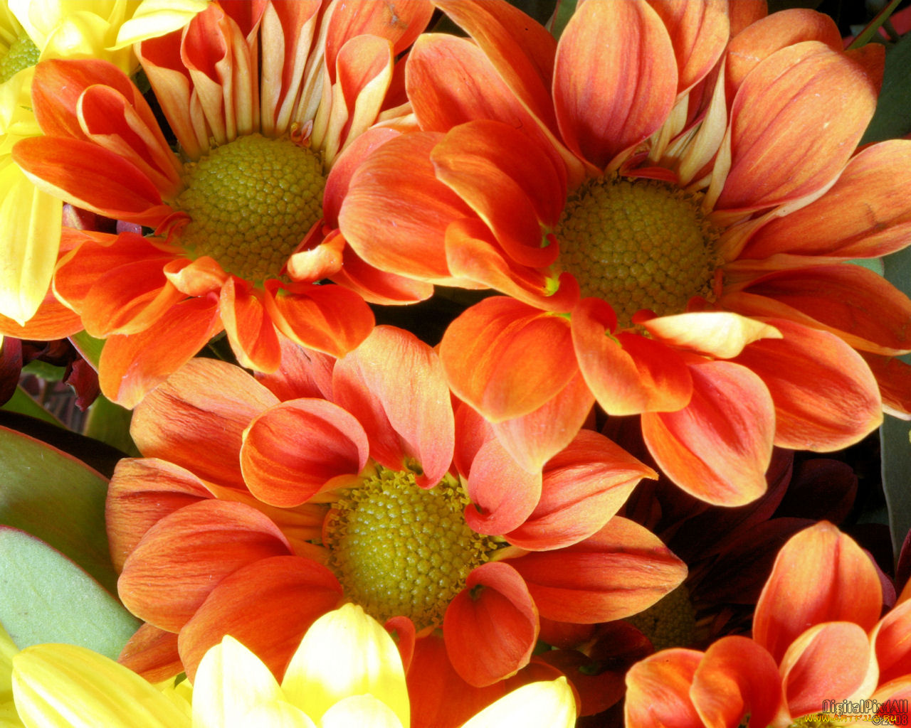 цветы, хризантемы