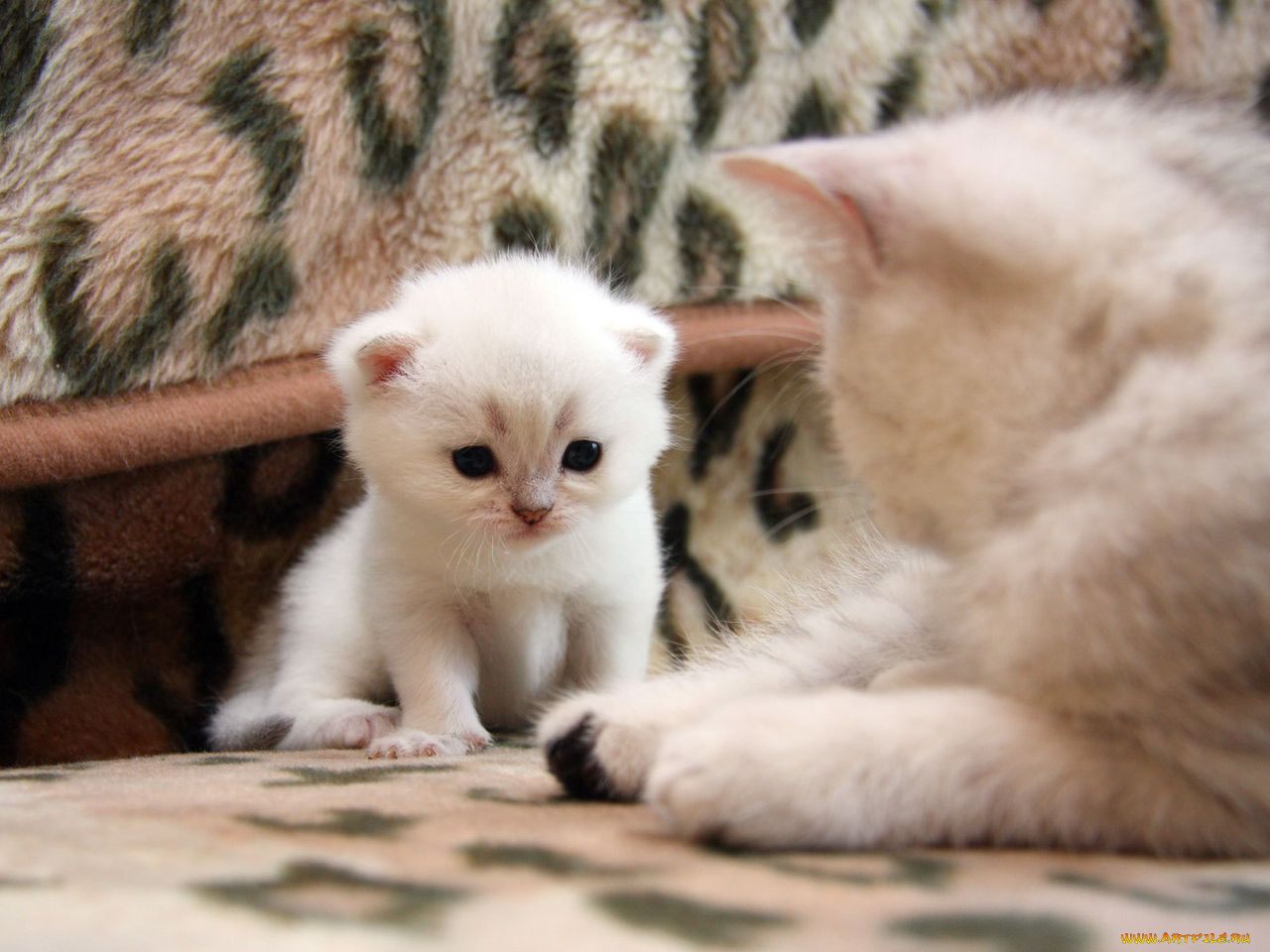 животные, коты