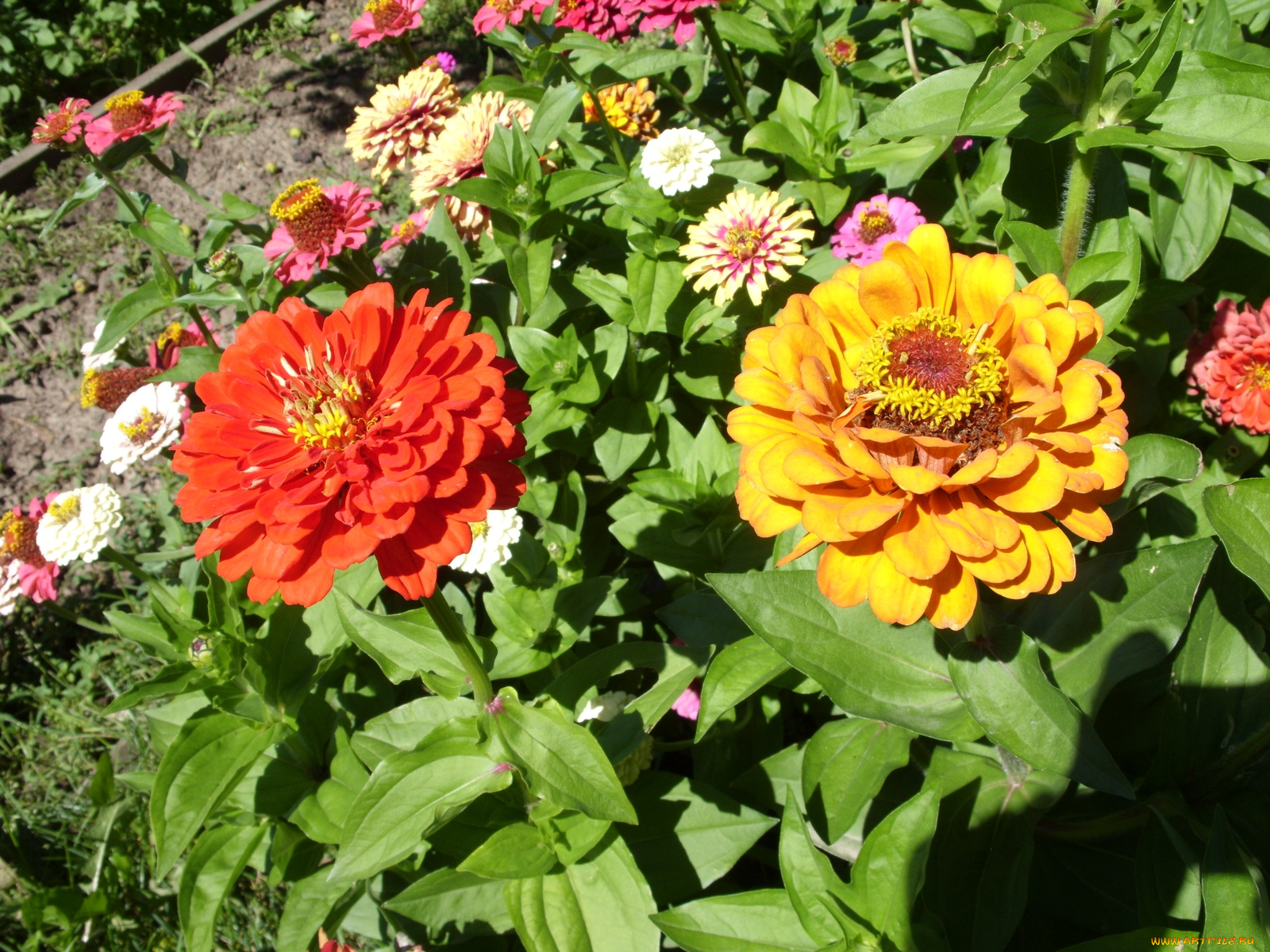 цветы, цинния