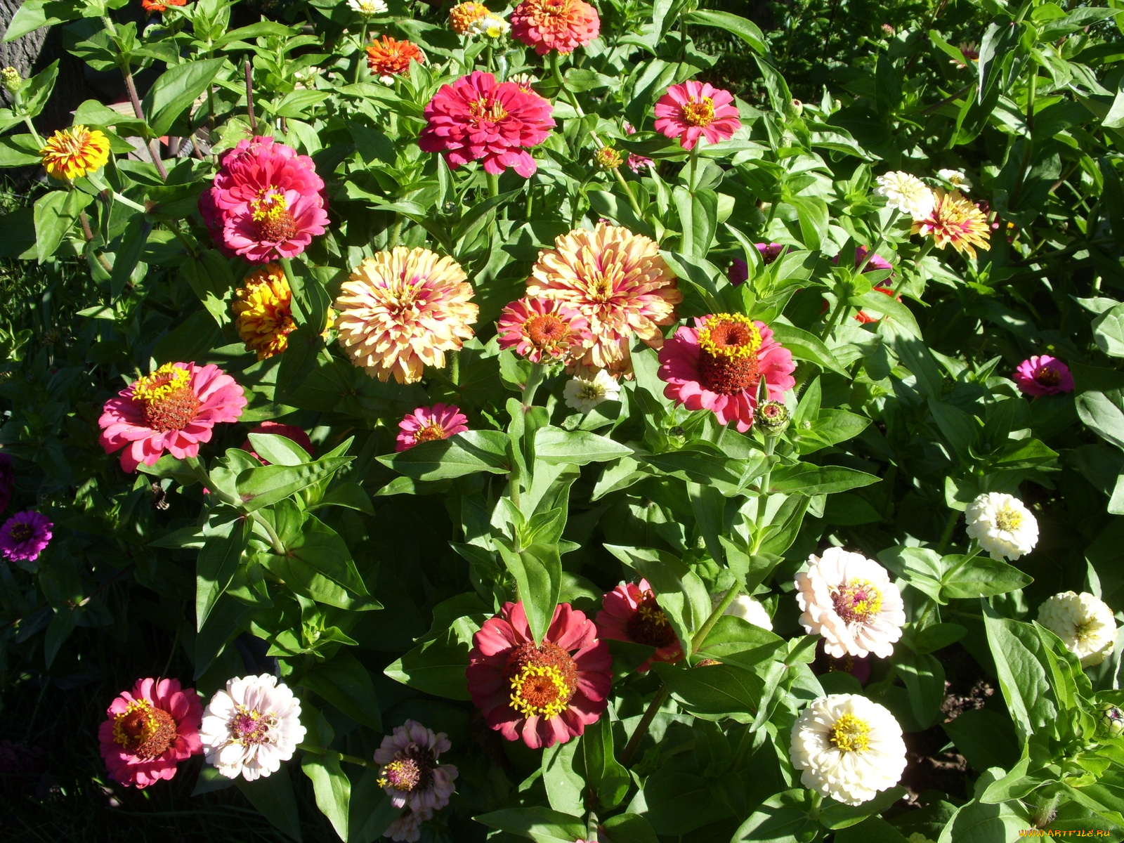 цветы, цинния