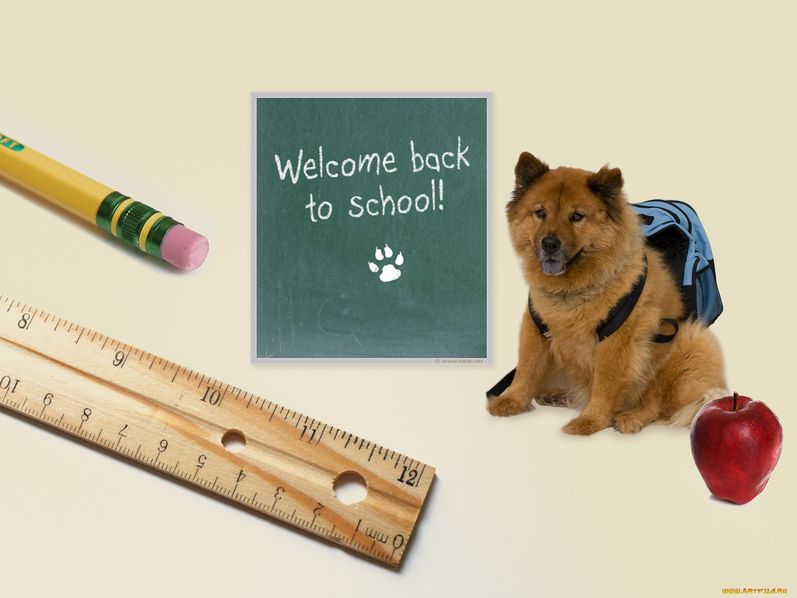 животные, собаки