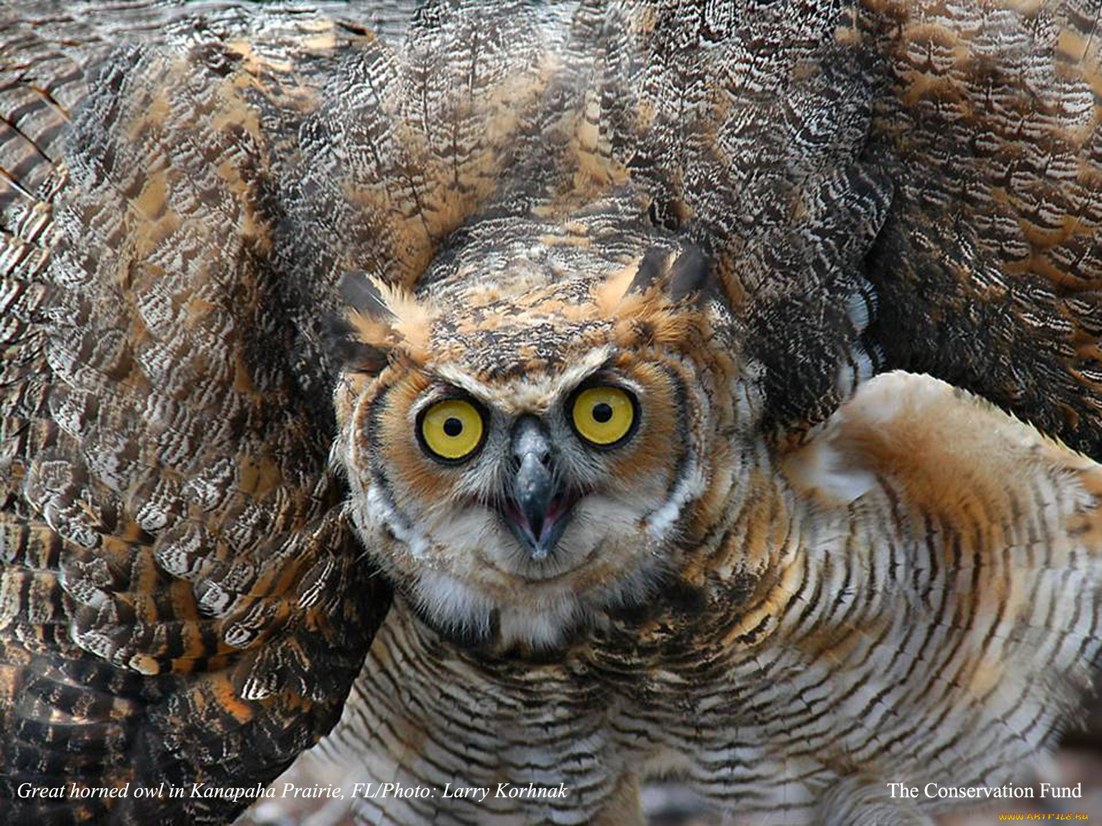 животные, совы