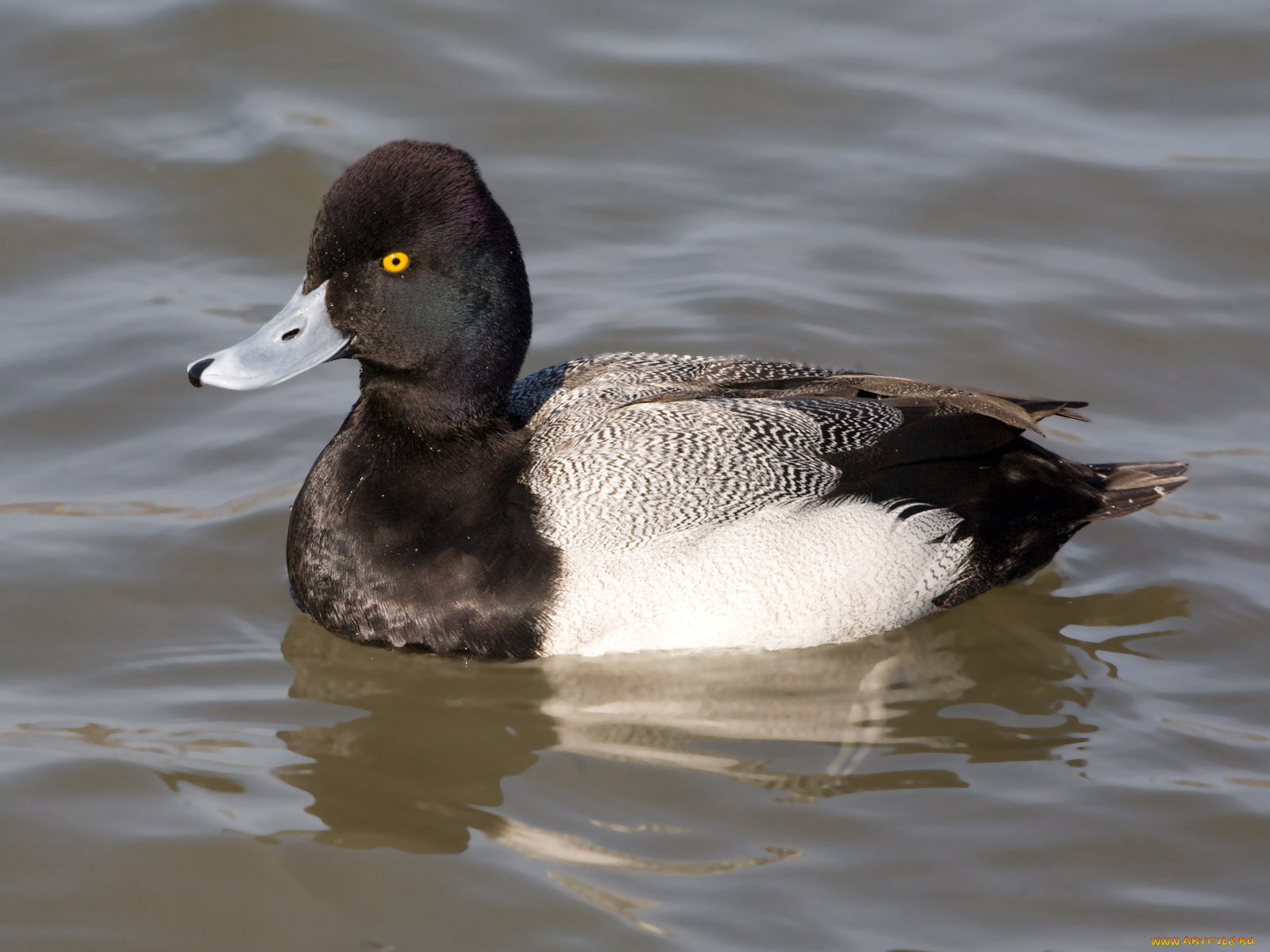 животные, утки