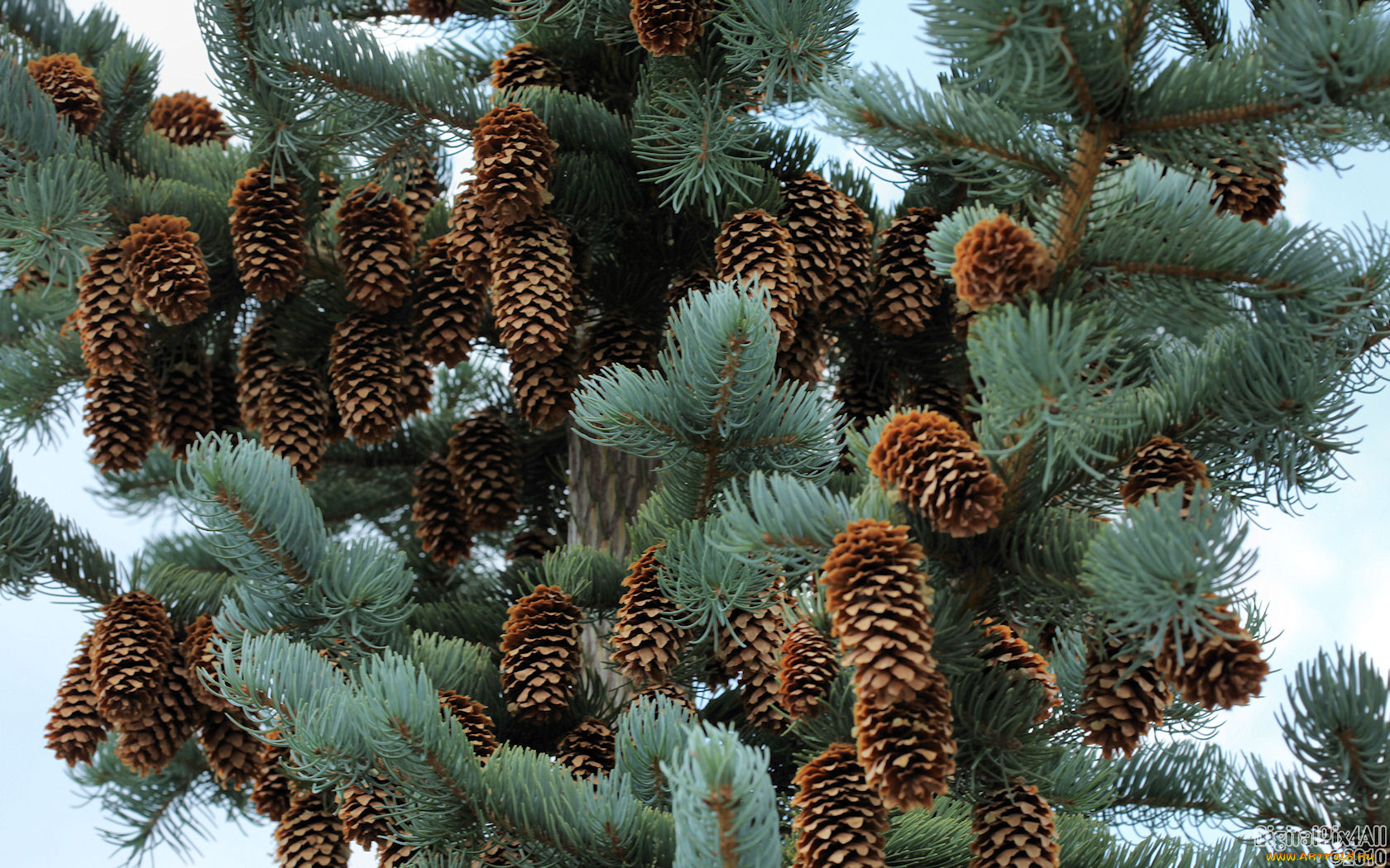 природа, шишки, жёлуди, каштаны