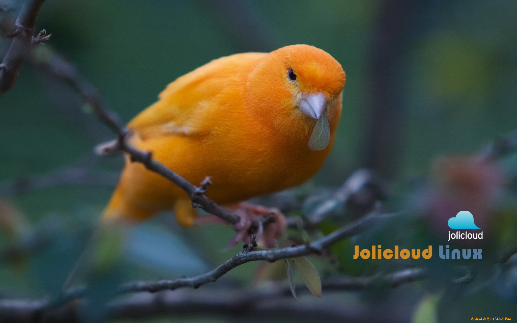 животные, птицы