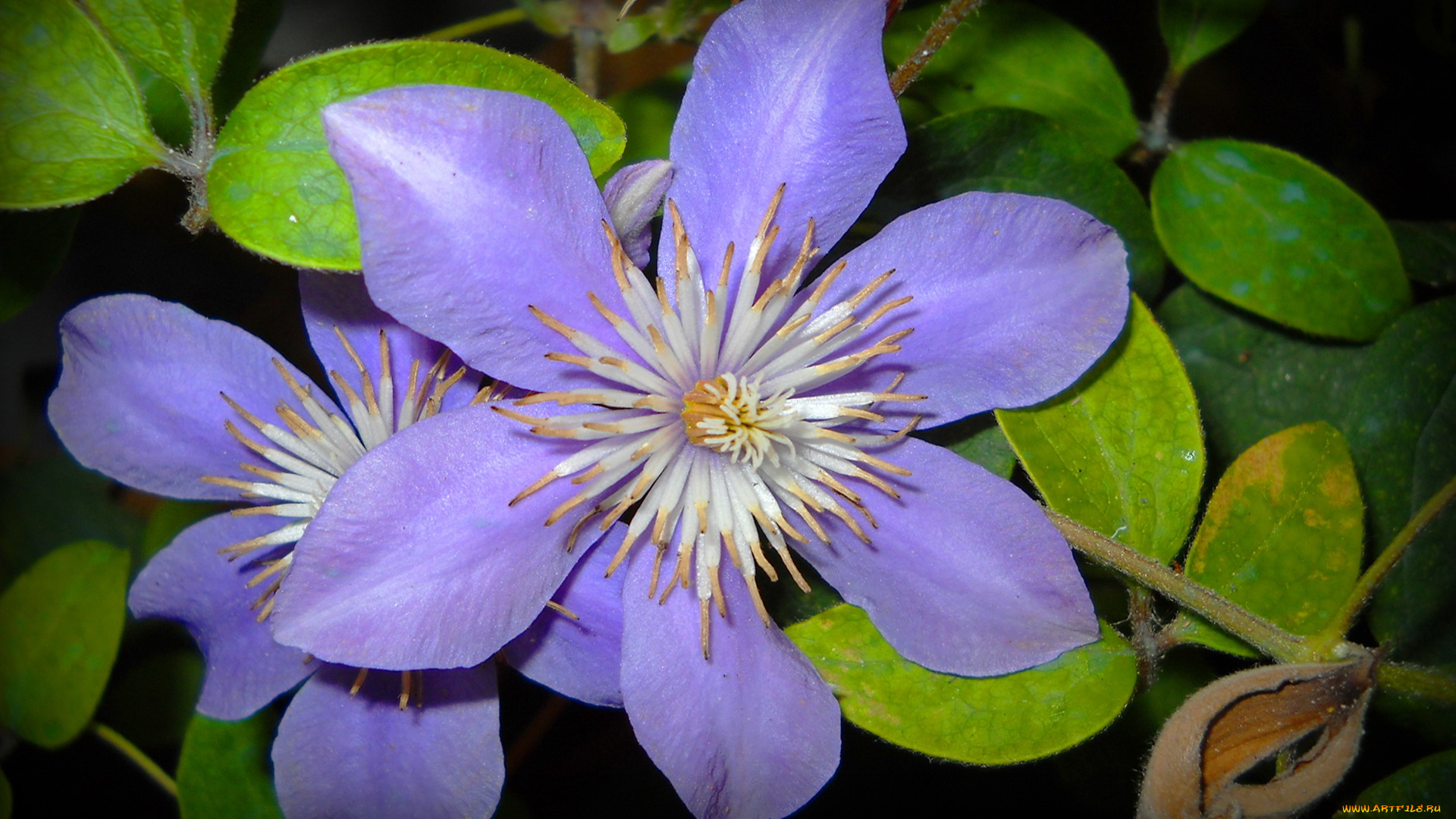 цветы, клематис, ломонос