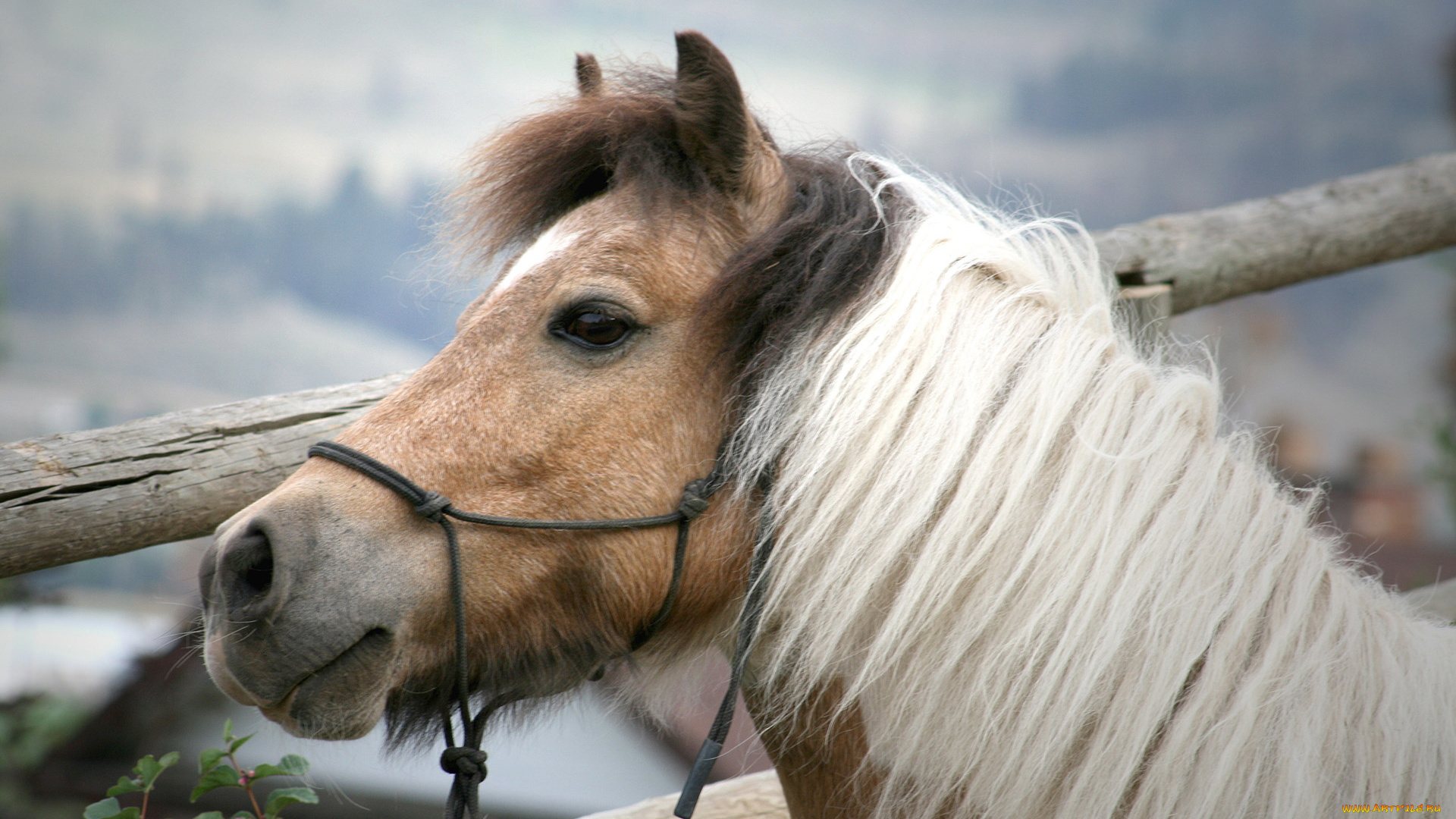 животные, лошади