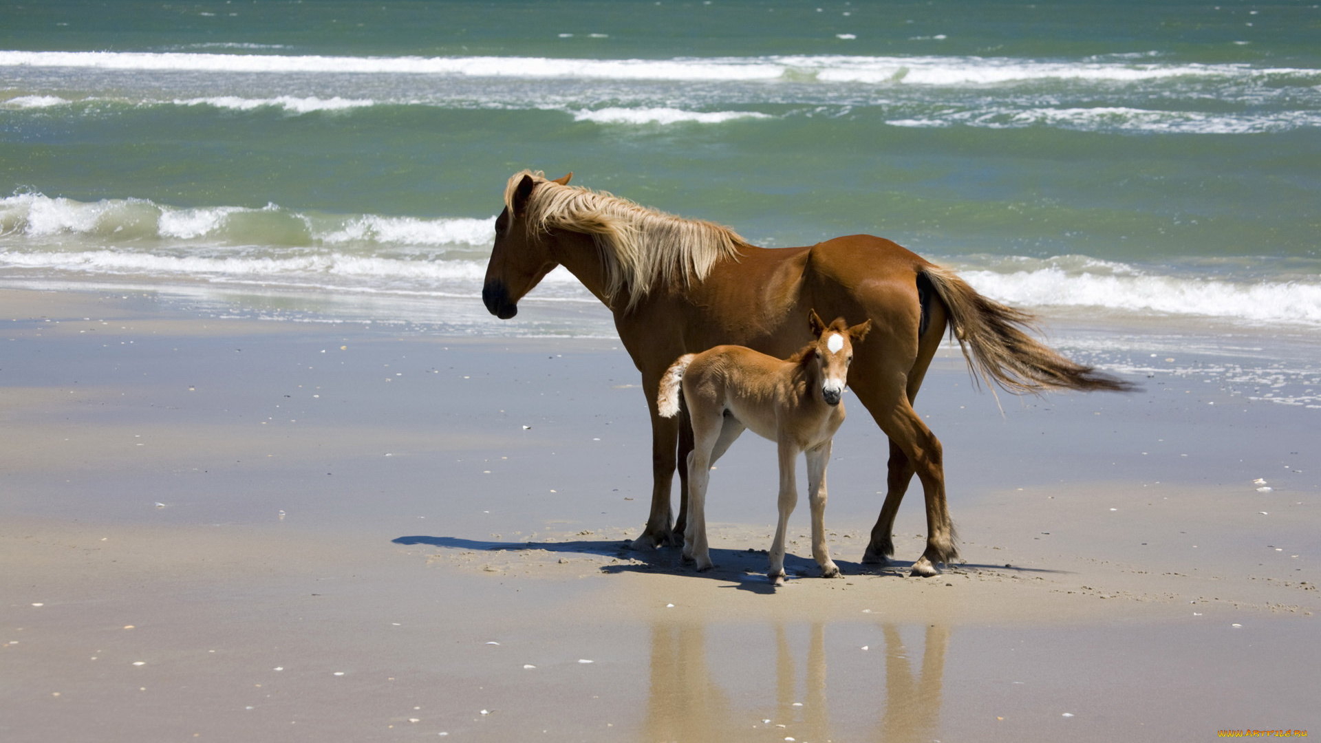животные, лошади