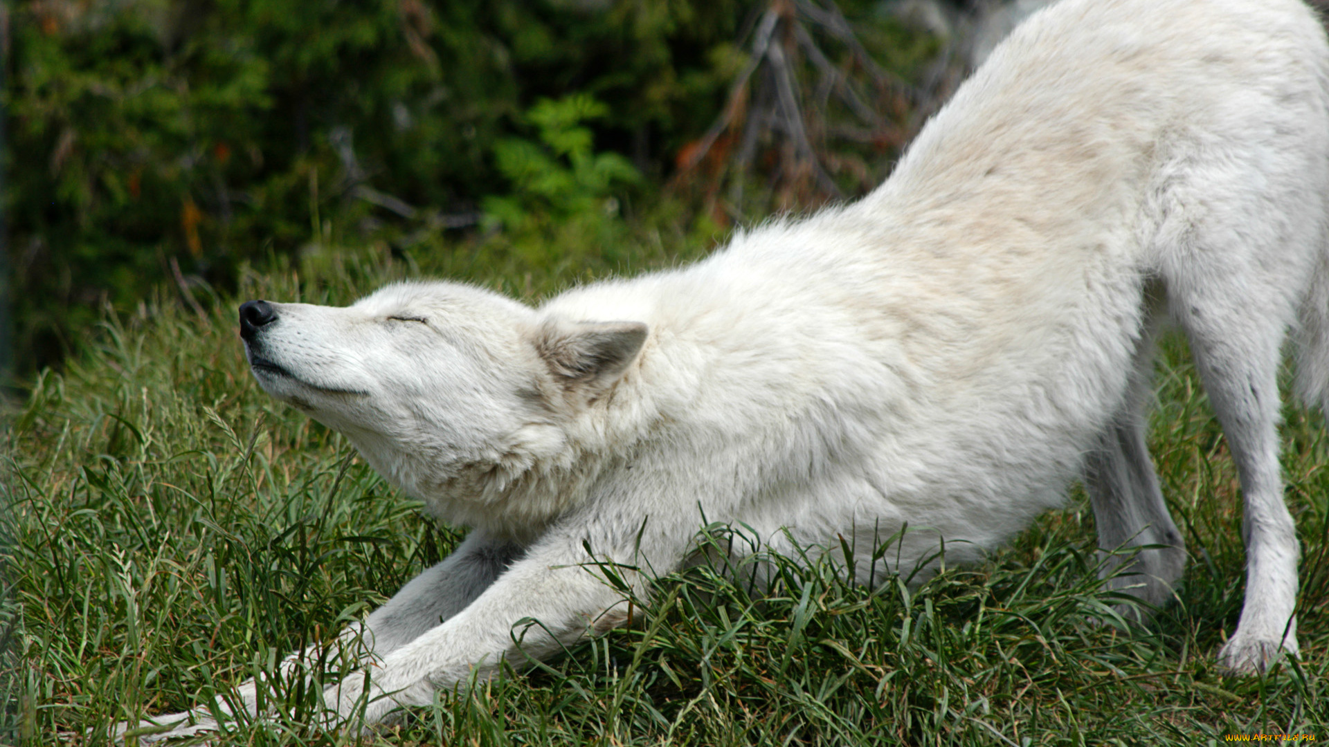 животные, волки