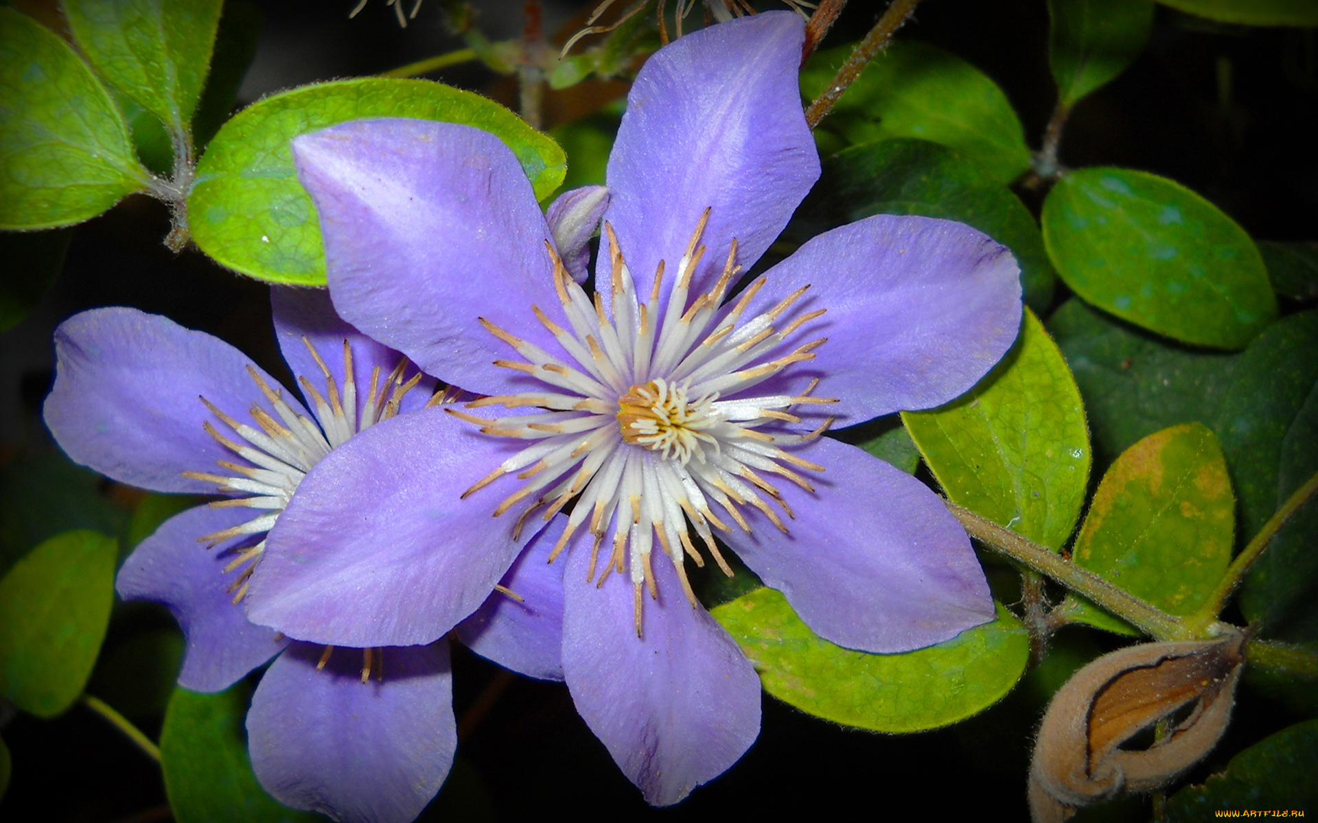 цветы, клематис, ломонос