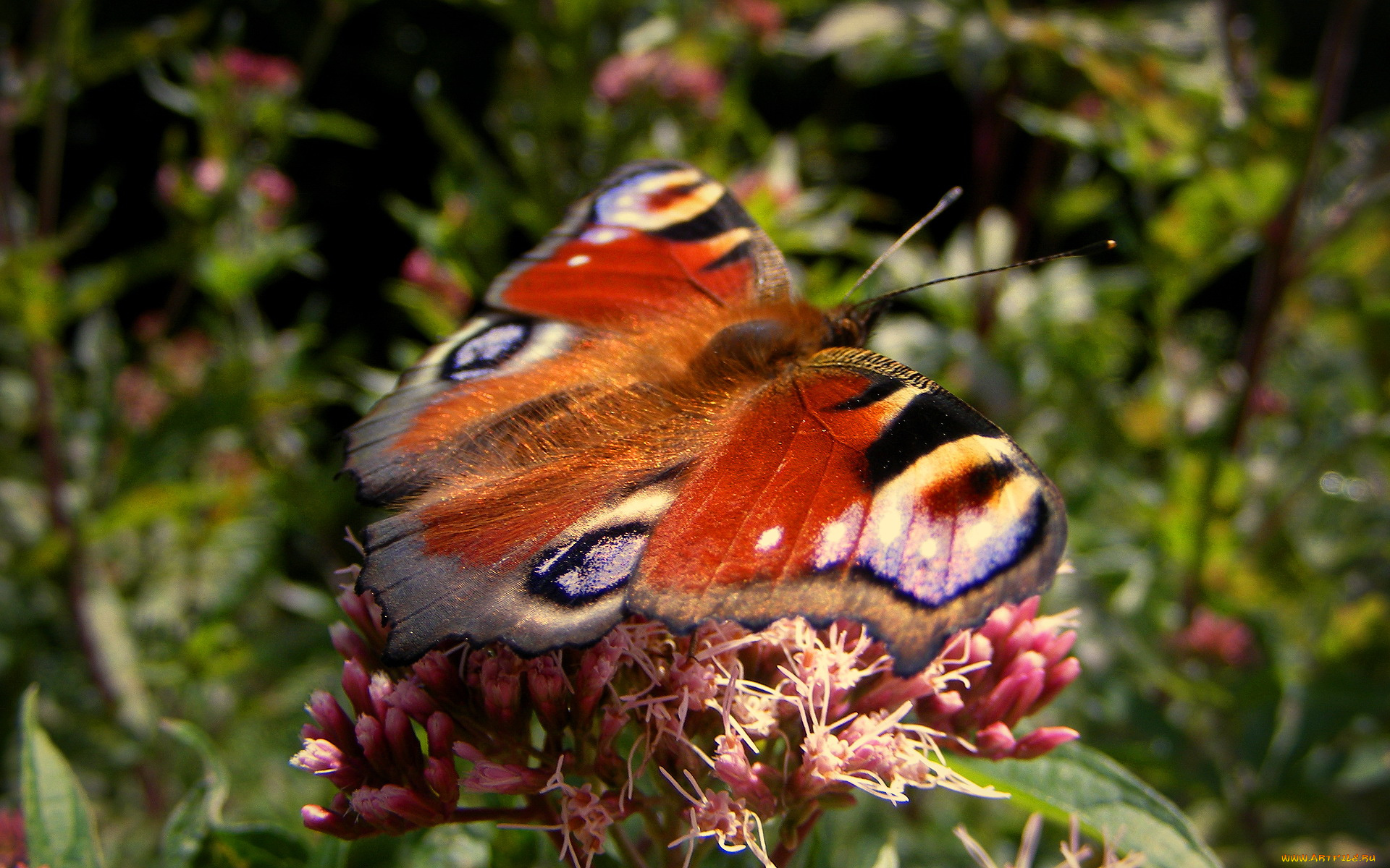 животные, бабочки