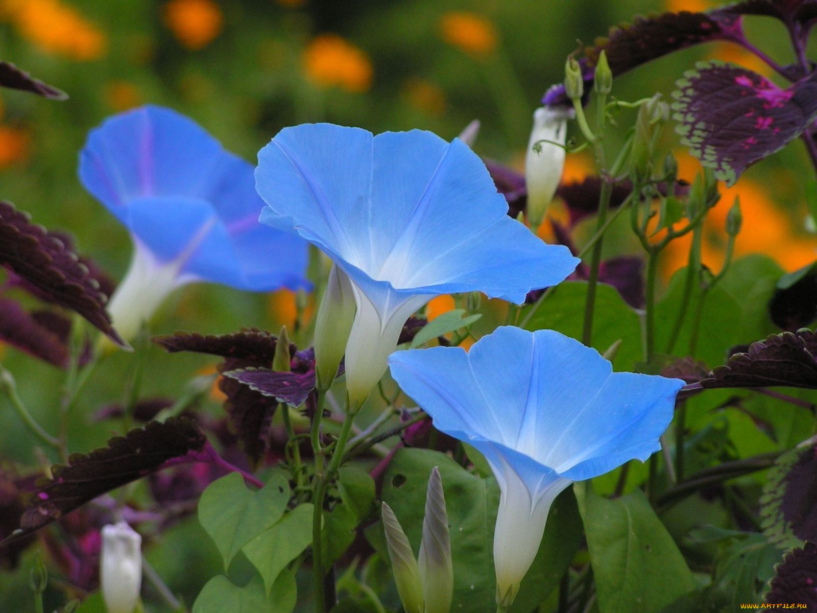 цветы, вьюнки, ипомеи
