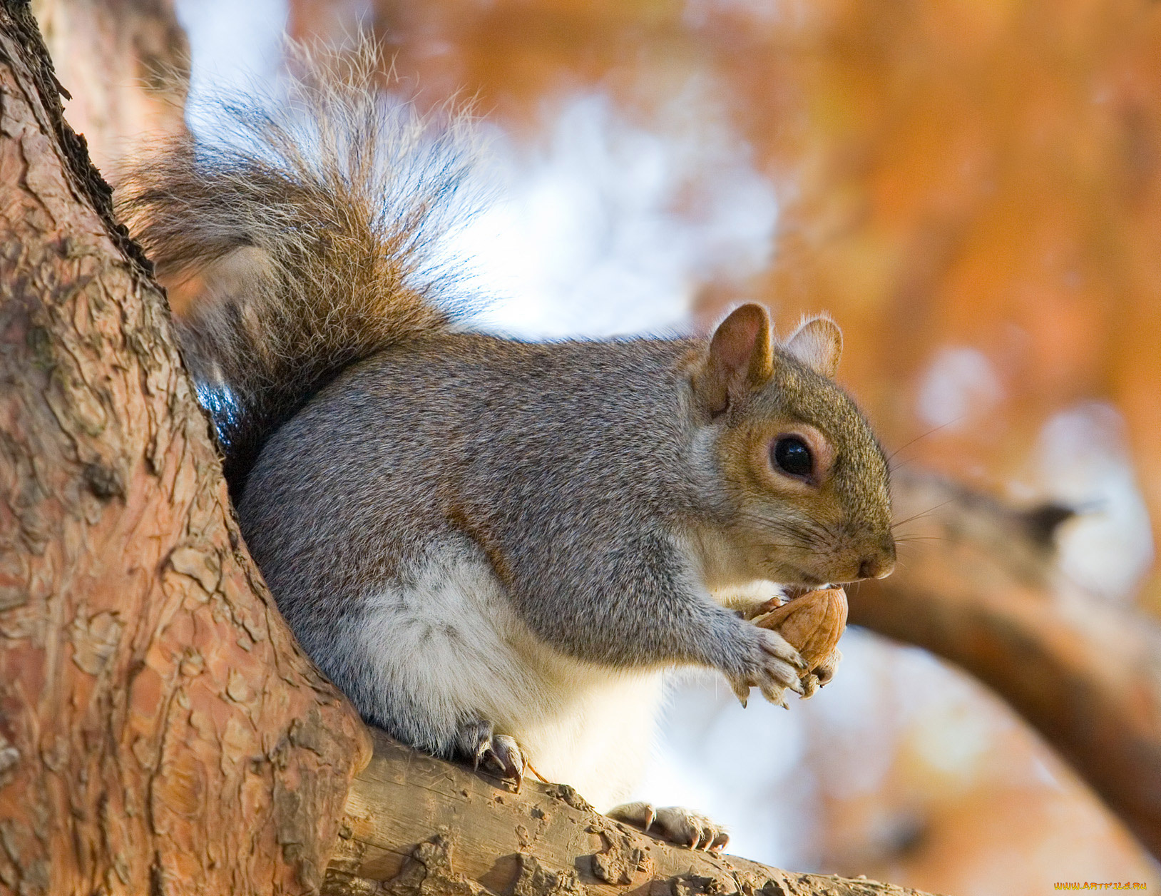 животные, белки