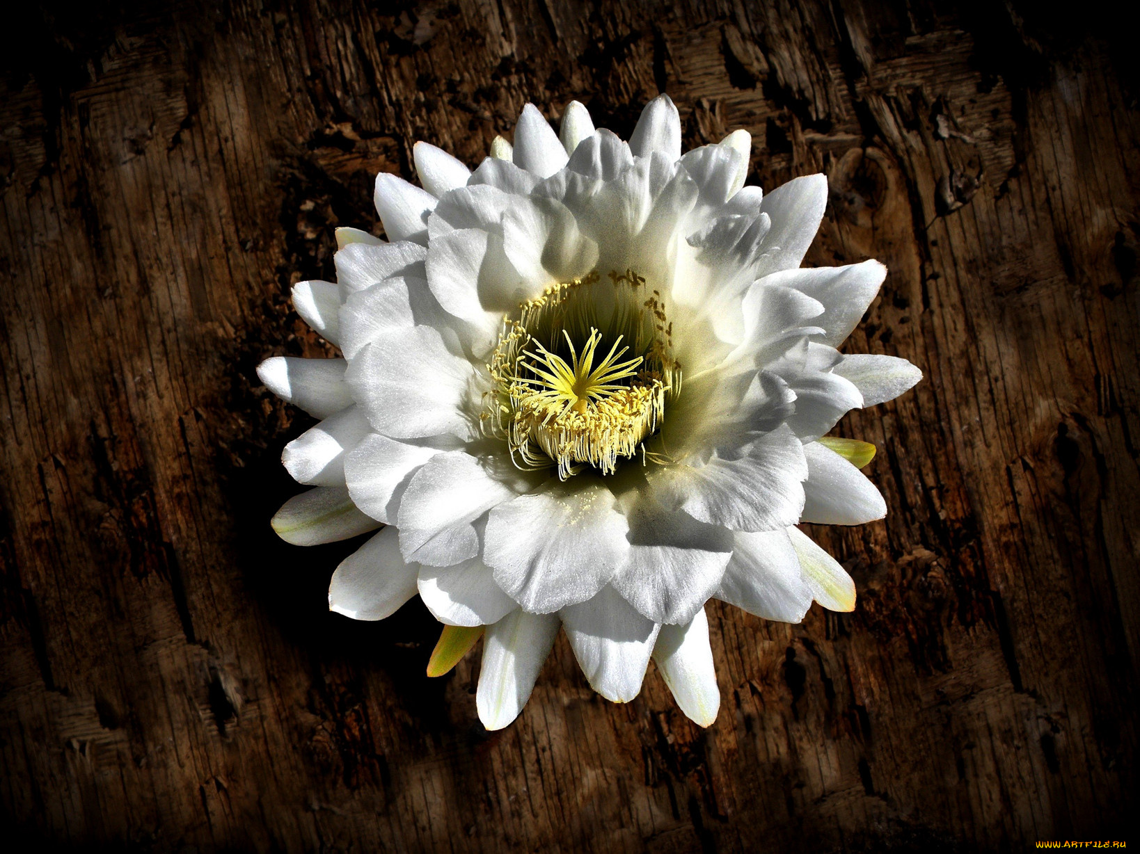 цветы, кактусы