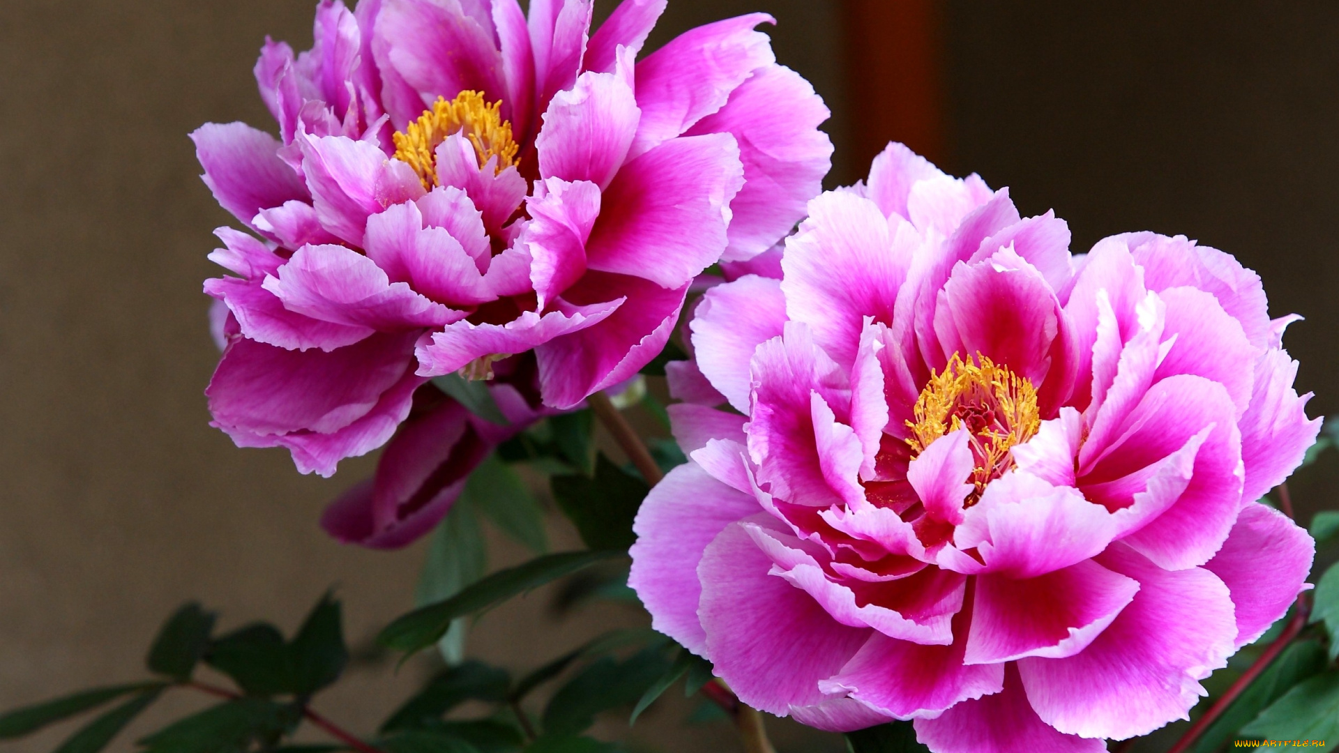цветы, пионы, большой, розовый, яркий