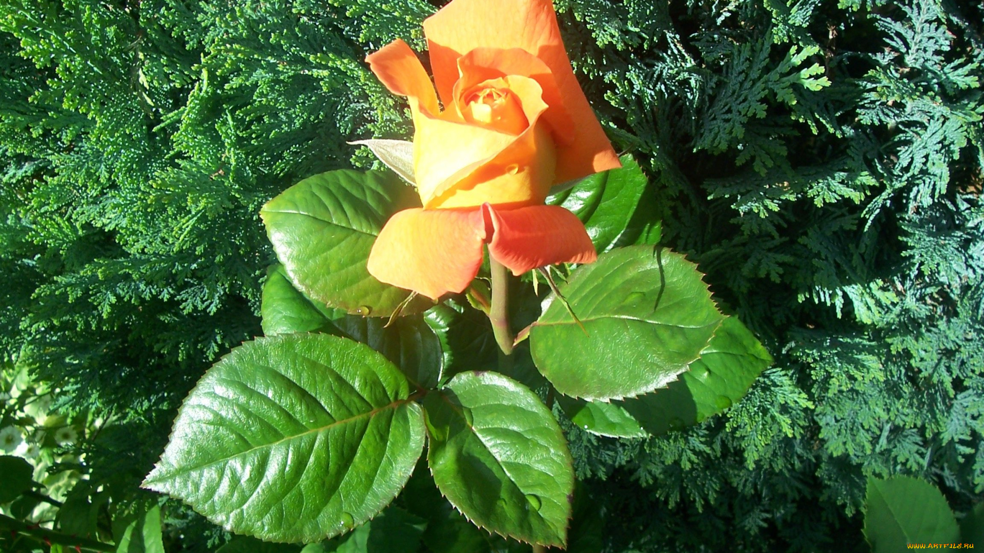 цветы, розы