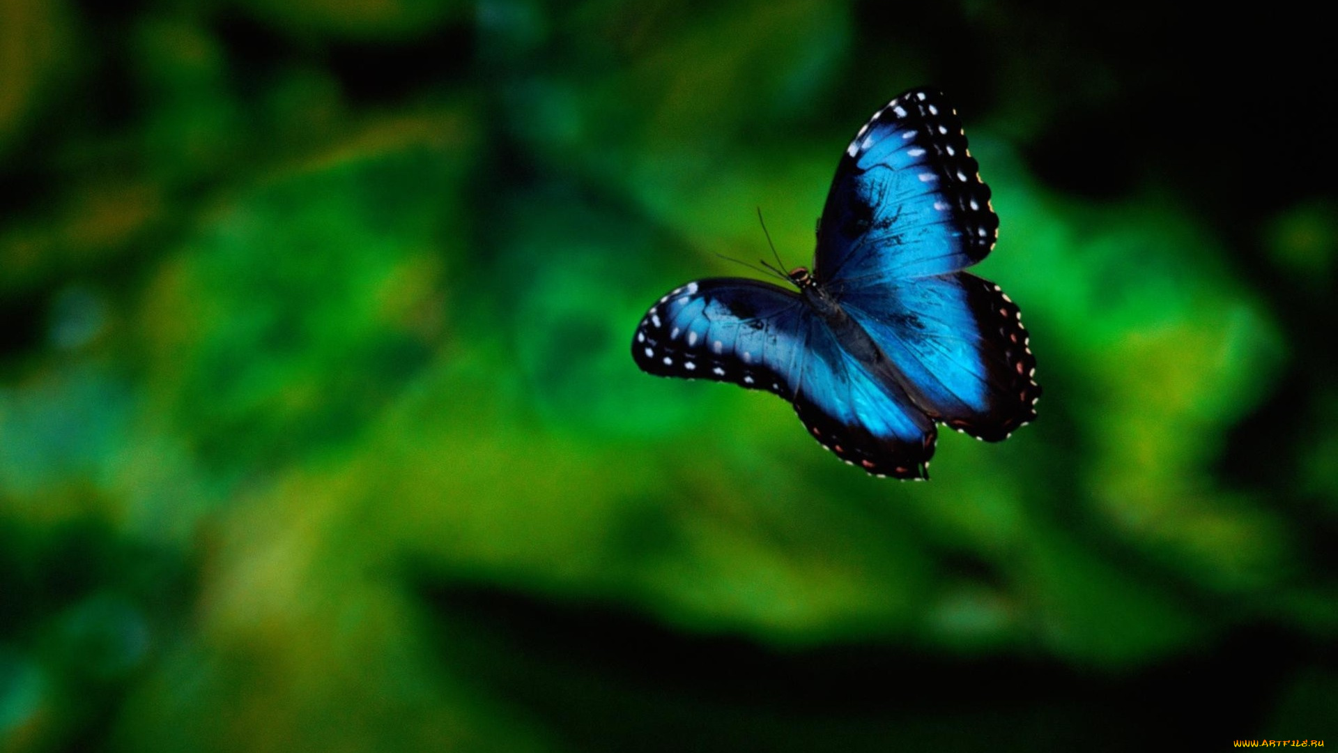 животные, бабочки, фон, насекомое, зелень