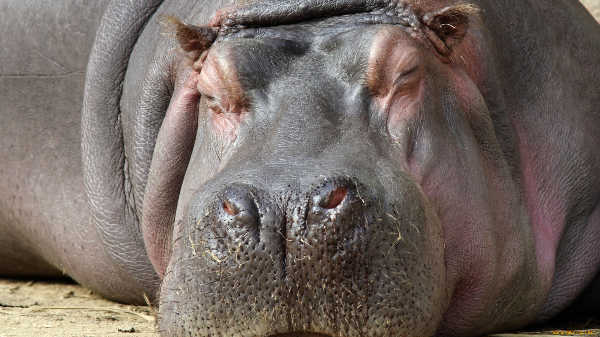 животные, бегемоты, сон, отдых, большой