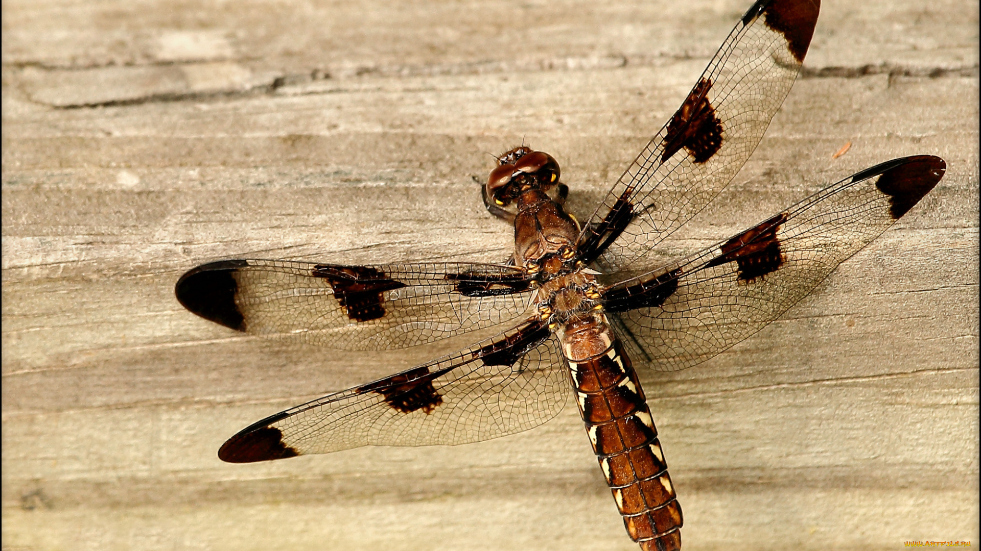 животные, стрекозы