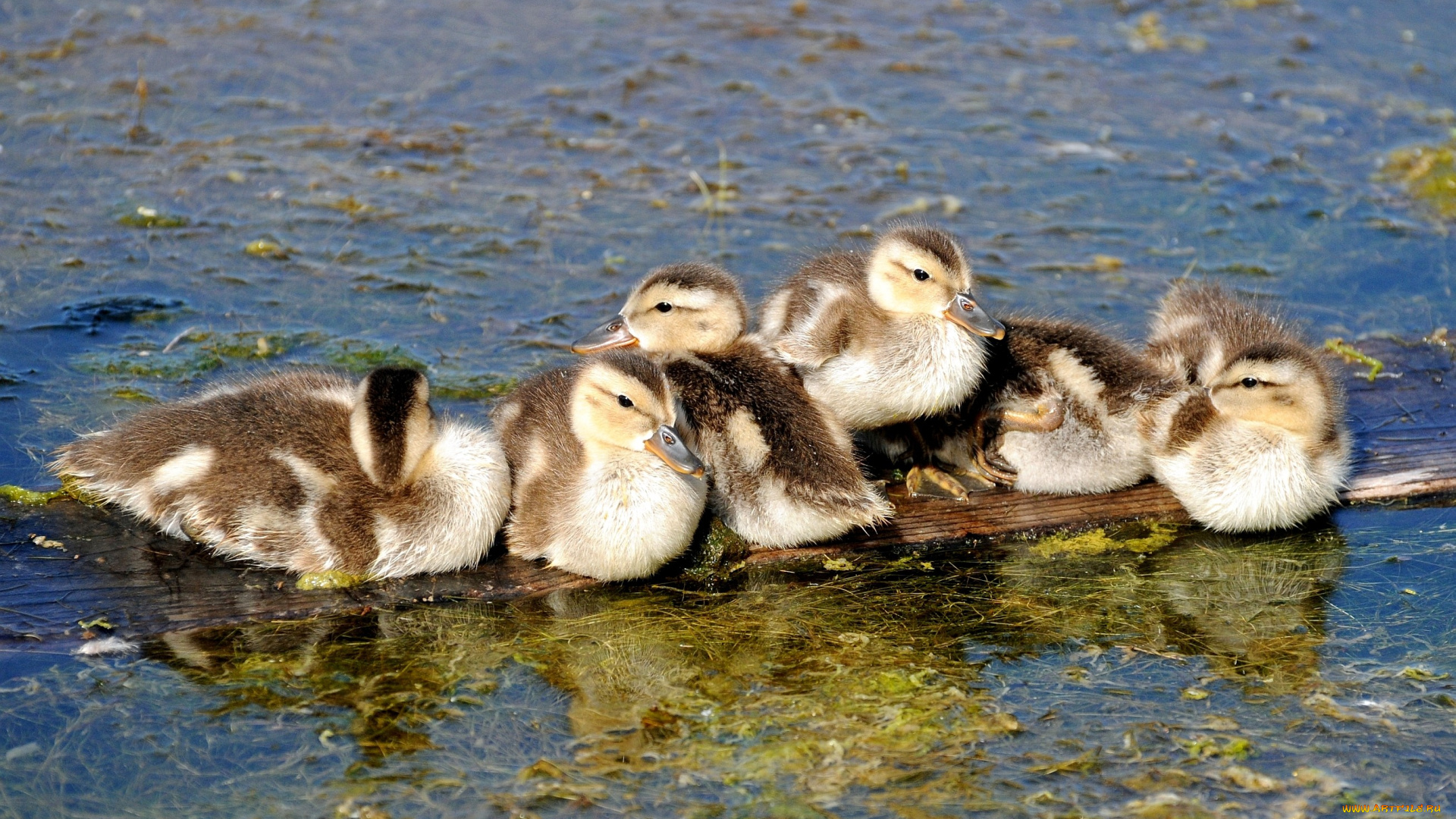 животные, утки, вода, маленькие, птенцы