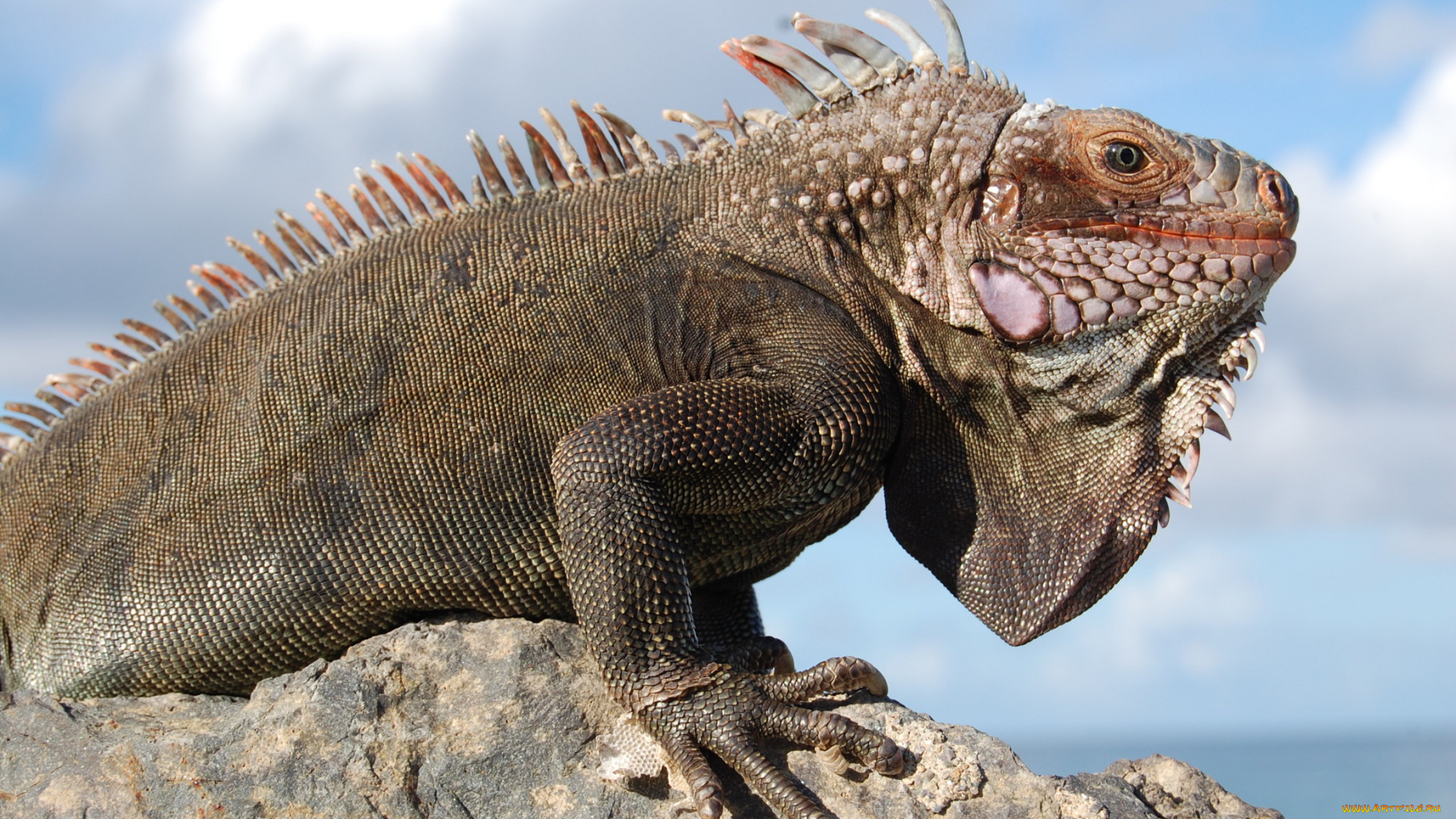 животные, Ящерицы, игуаны, вараны
