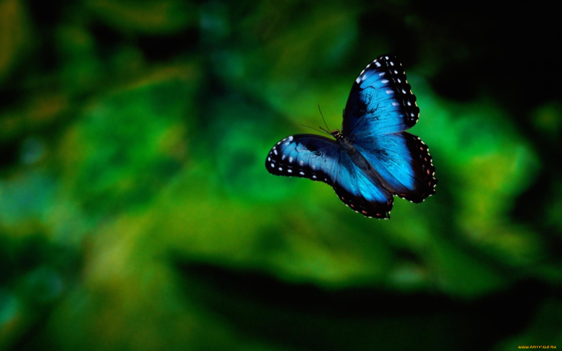 животные, бабочки, фон, насекомое, зелень