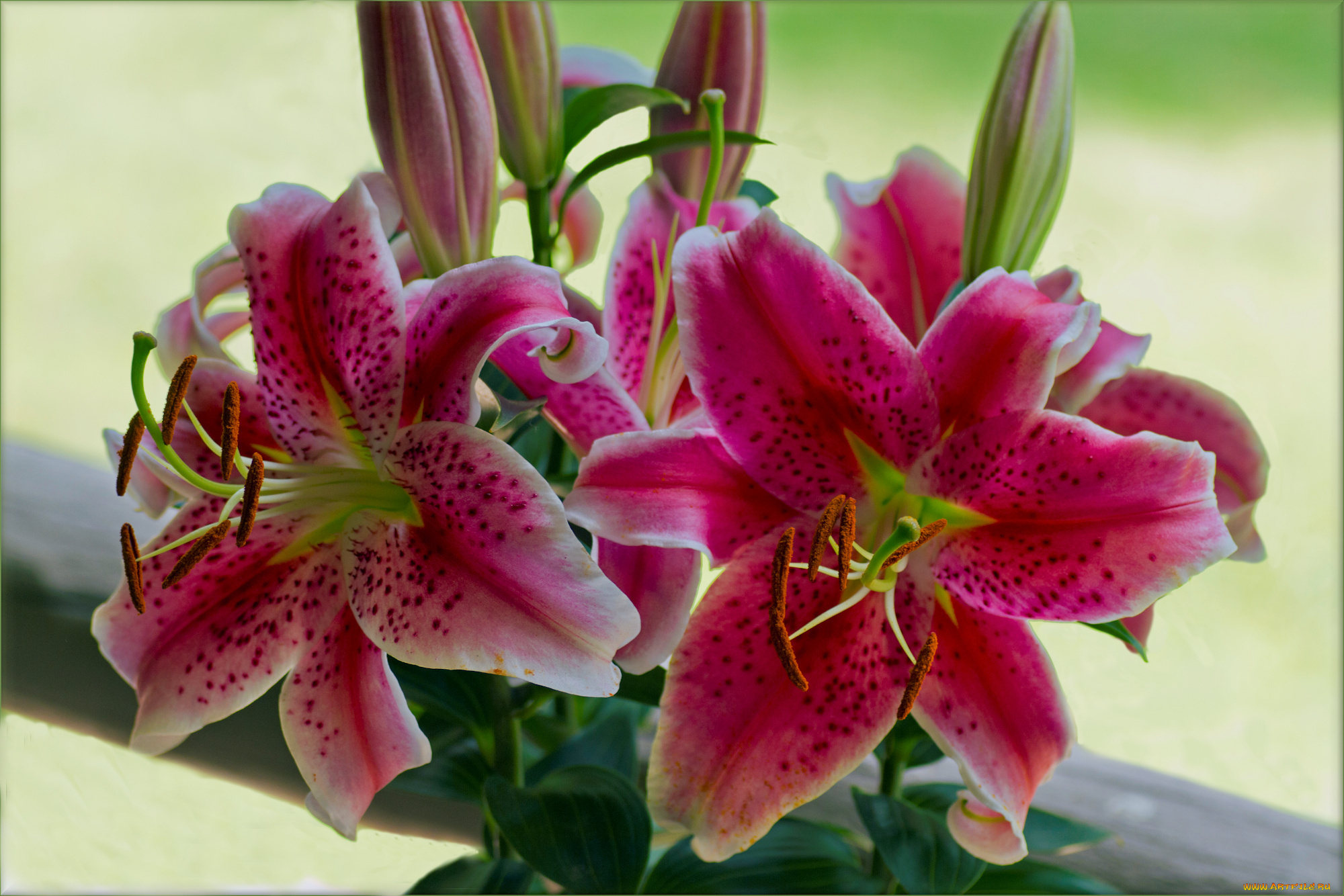 цветы, лилии, лилейники