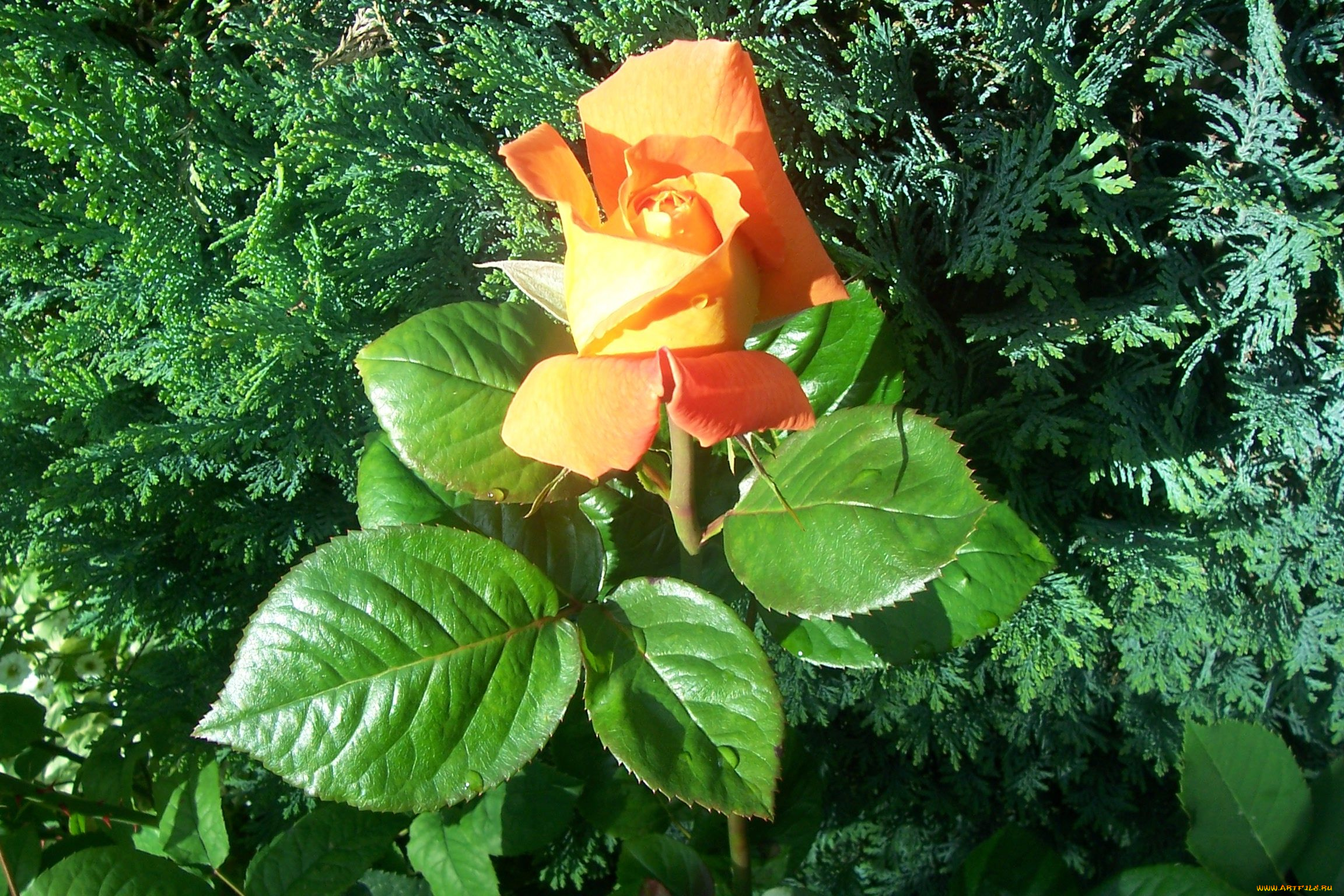 цветы, розы