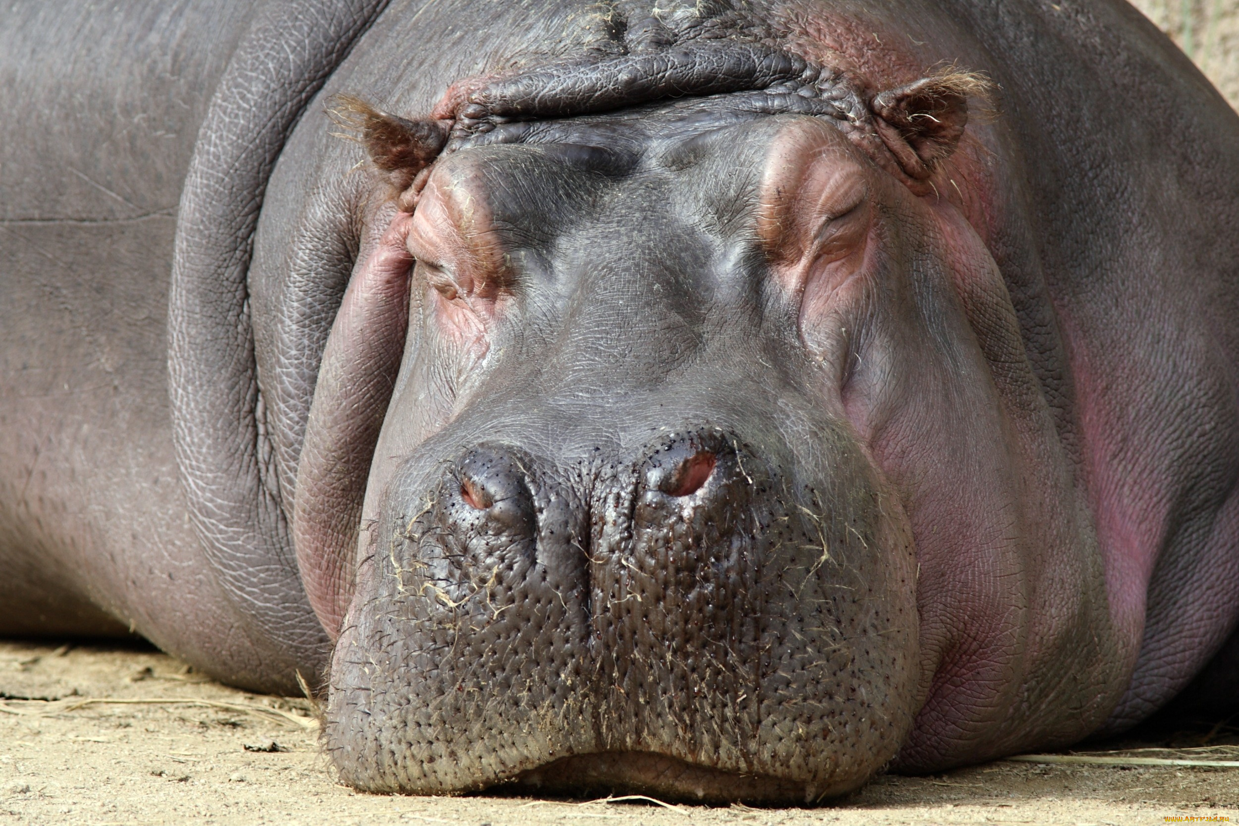 животные, бегемоты, сон, отдых, большой