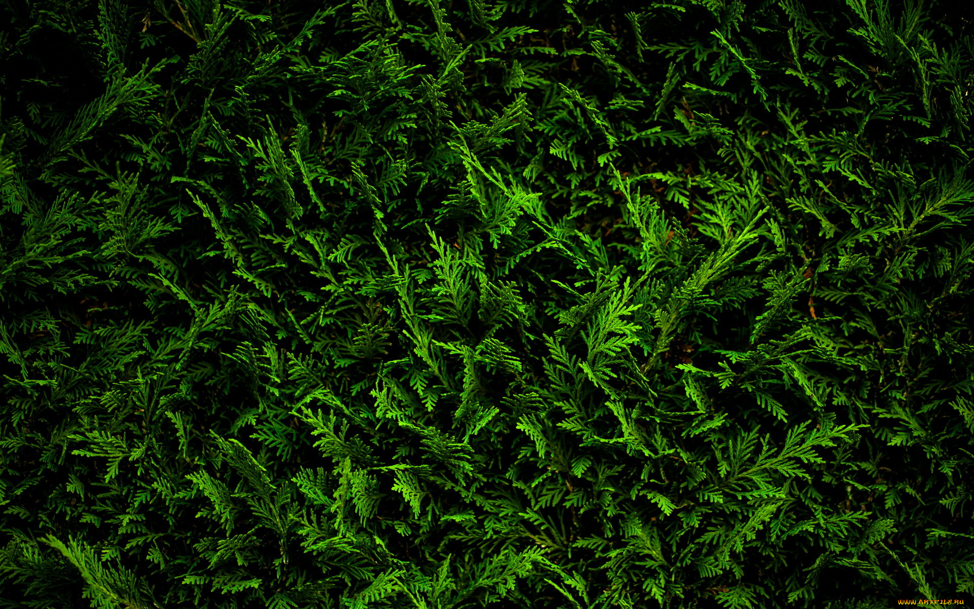 природа, макро, ветки