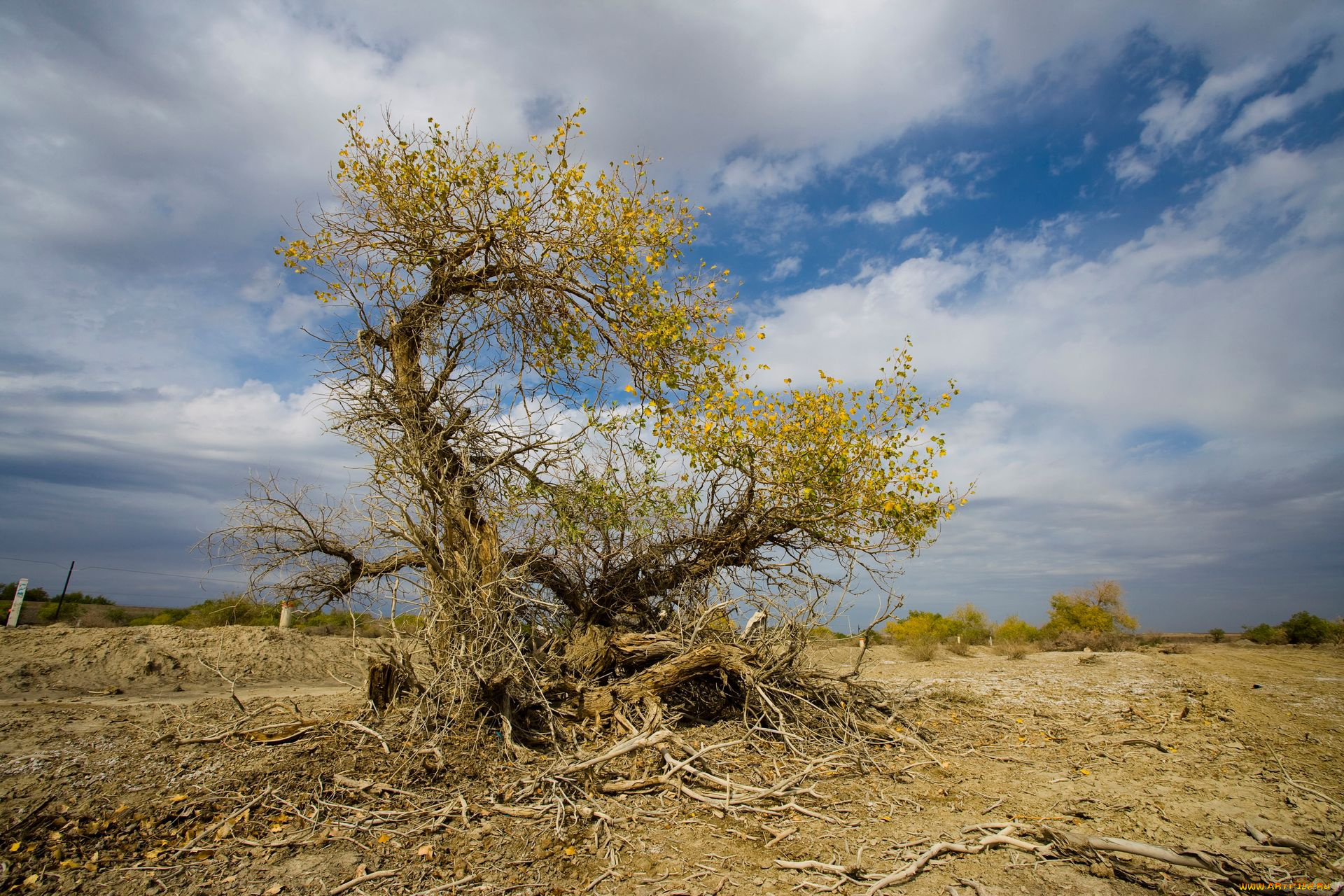 природа, деревья, небо, облака, дерево