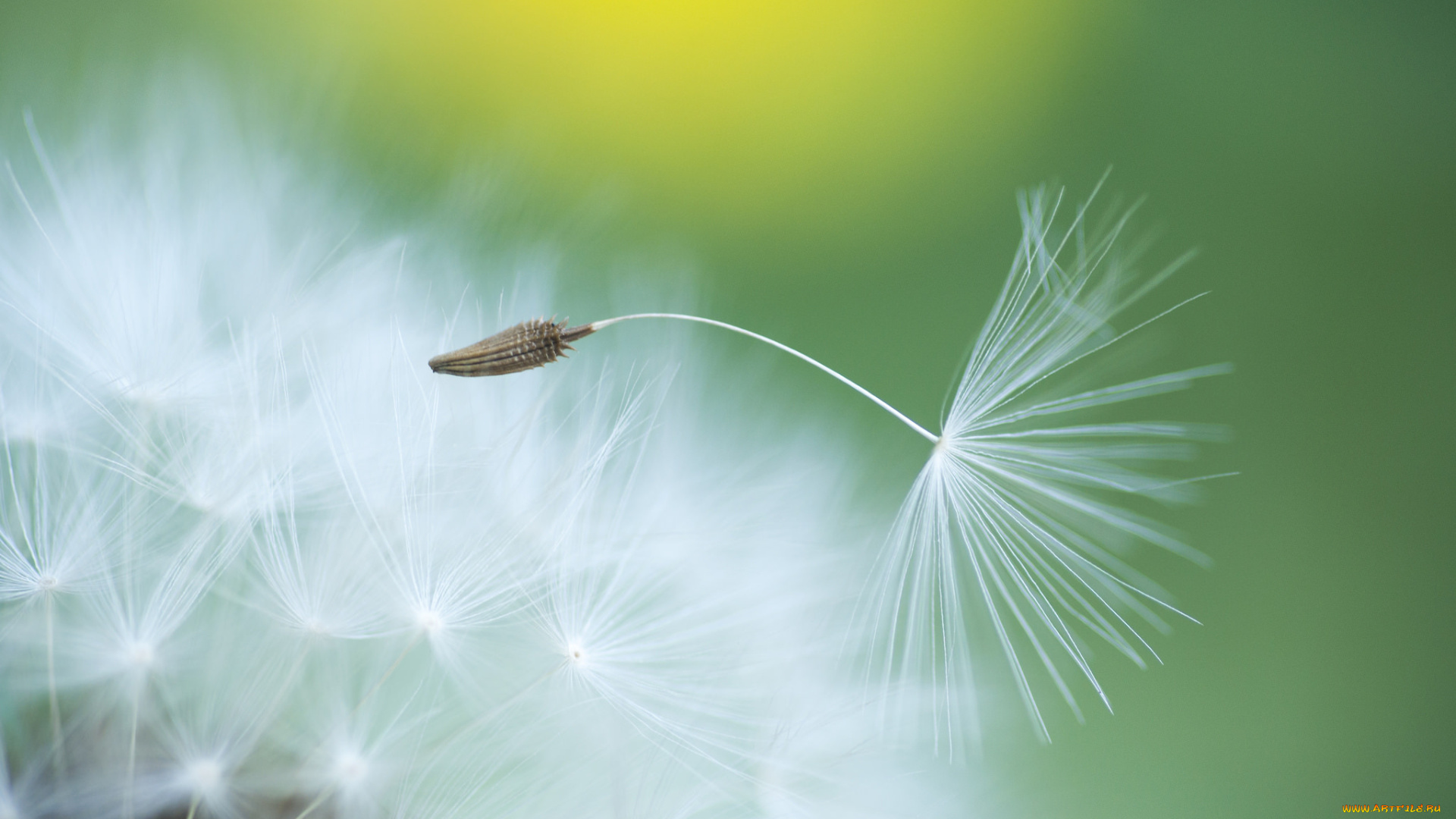 цветы, одуванчики, лето, фон, цветок, былинка