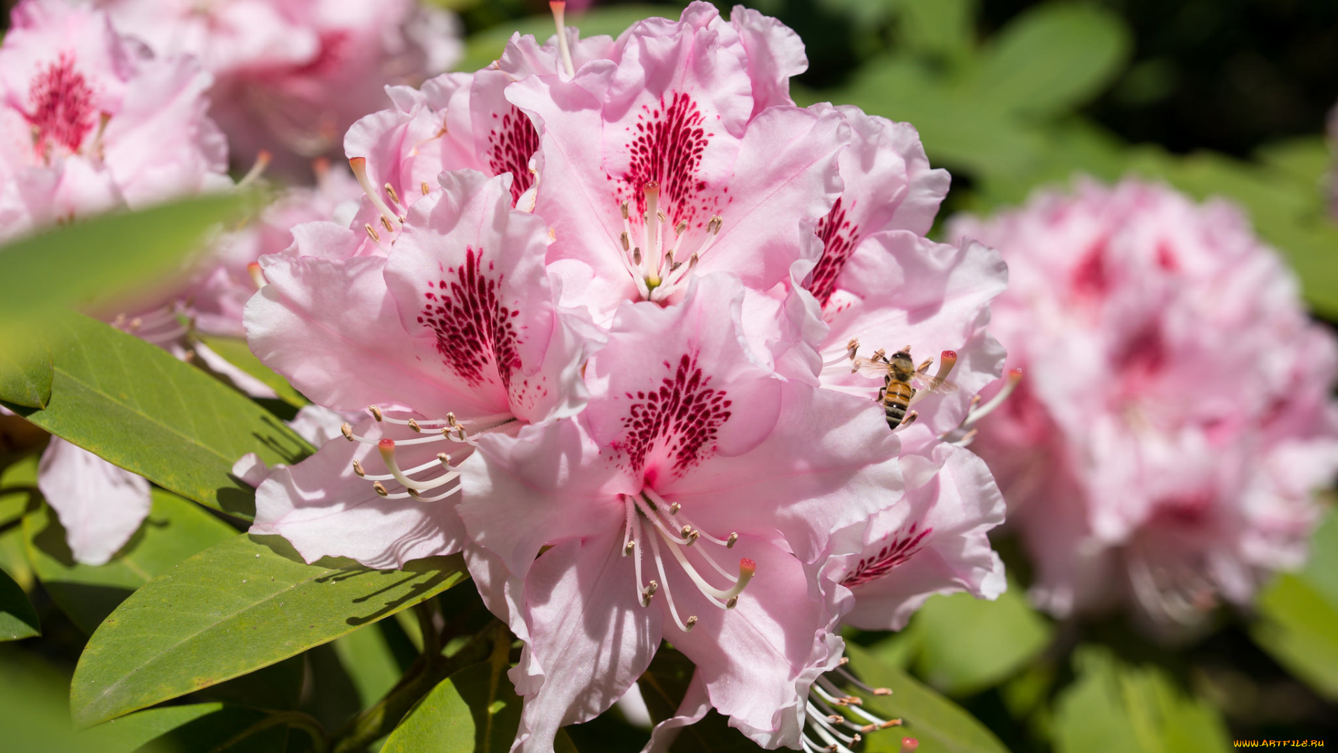 цветы, рододендроны, , азалии, розовый, макро, азалия, рододендрон, пчела