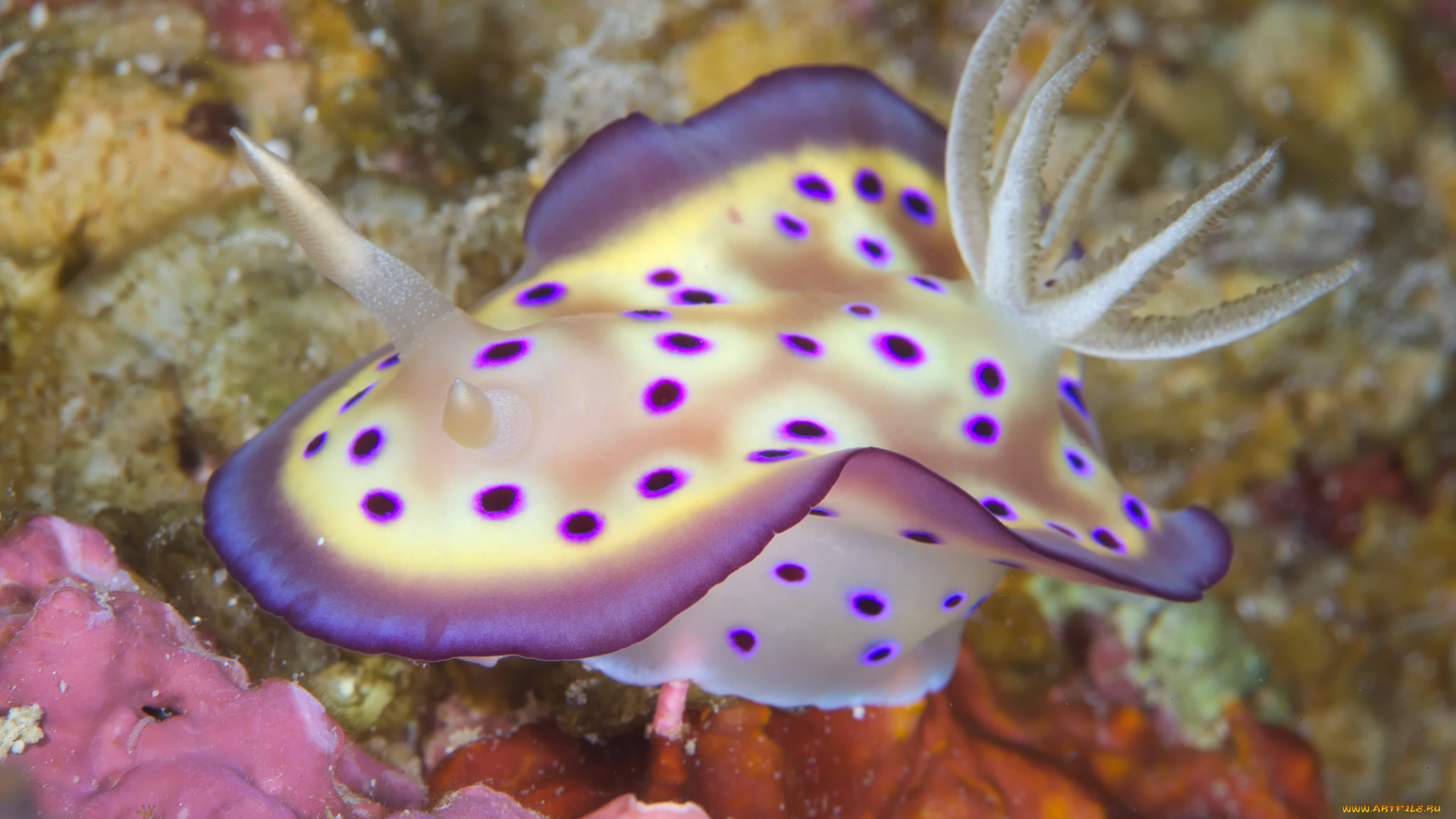 животные, морская, фауна, морской, слизень